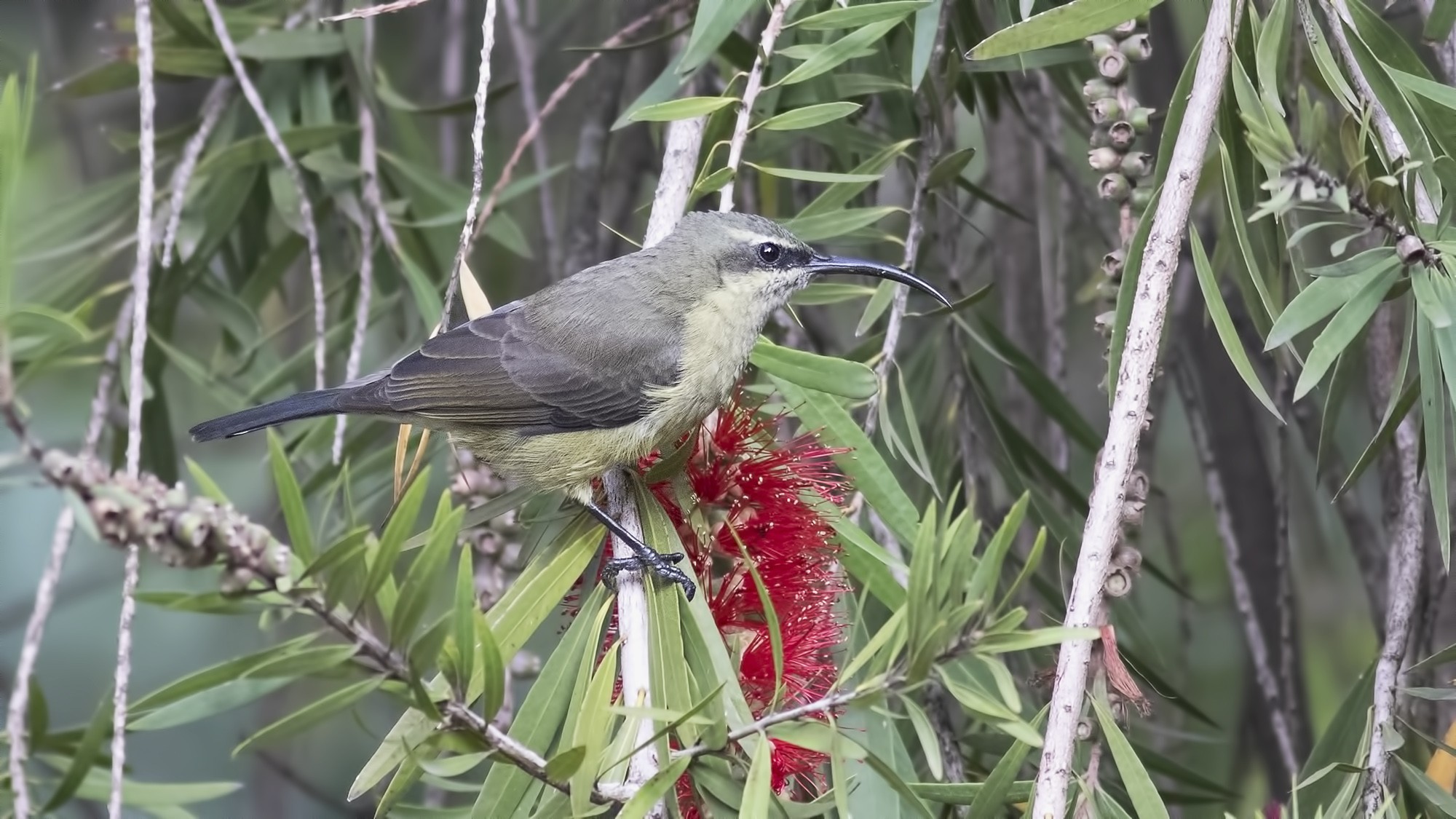 Tacazze Sunbird