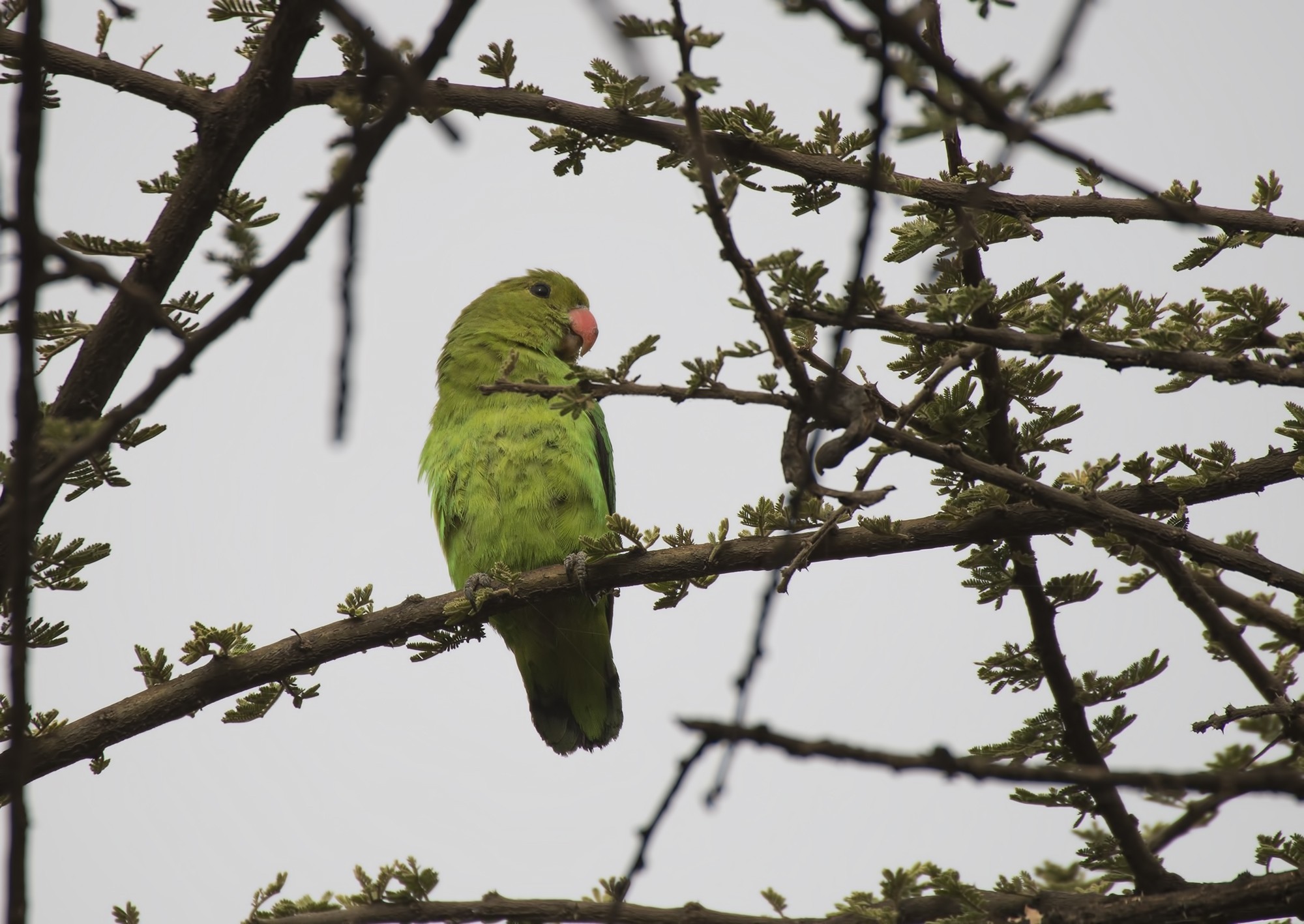 Brown Parrot