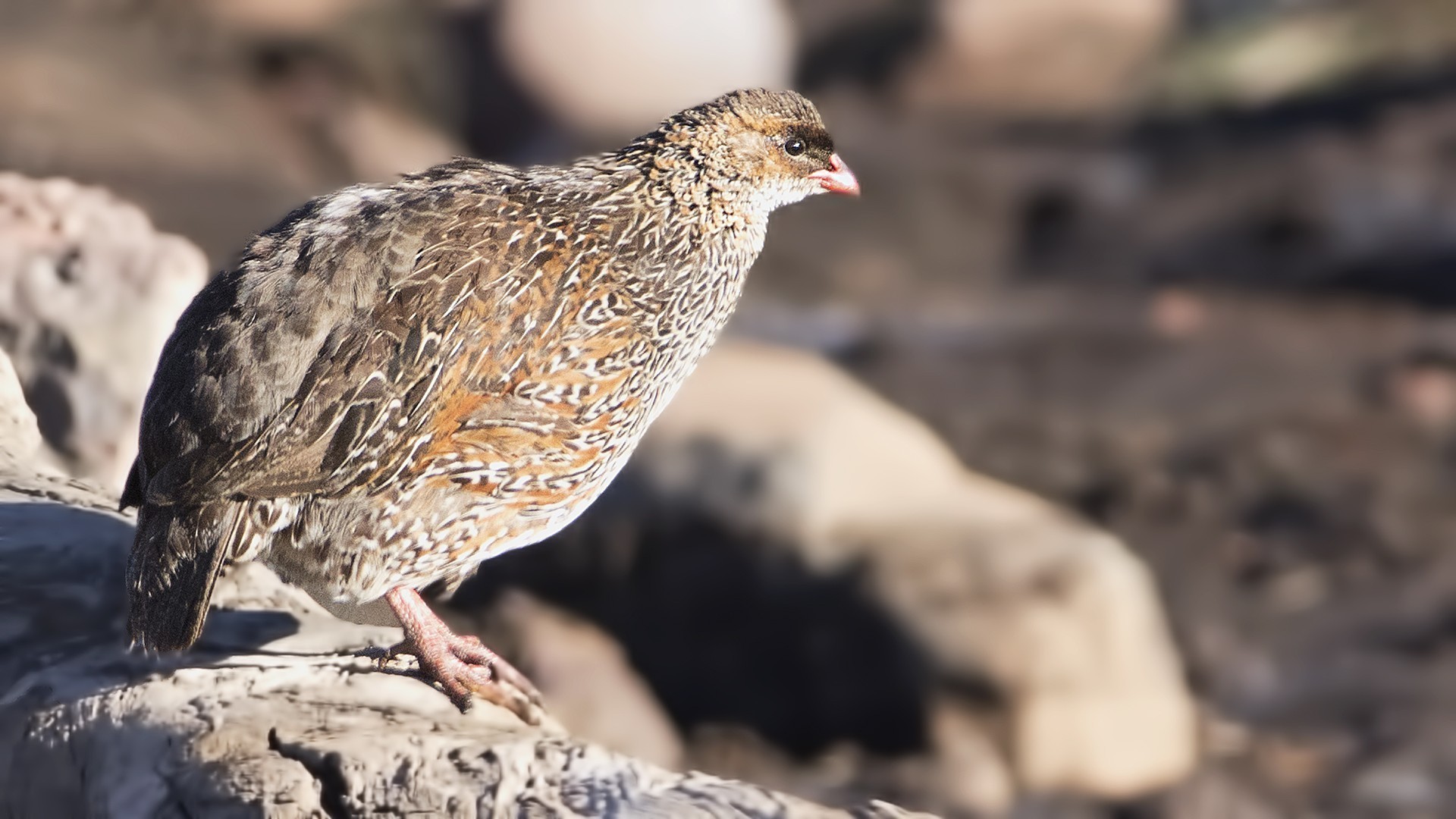 Chestnut-naped Francolin — Ana fotoğraf