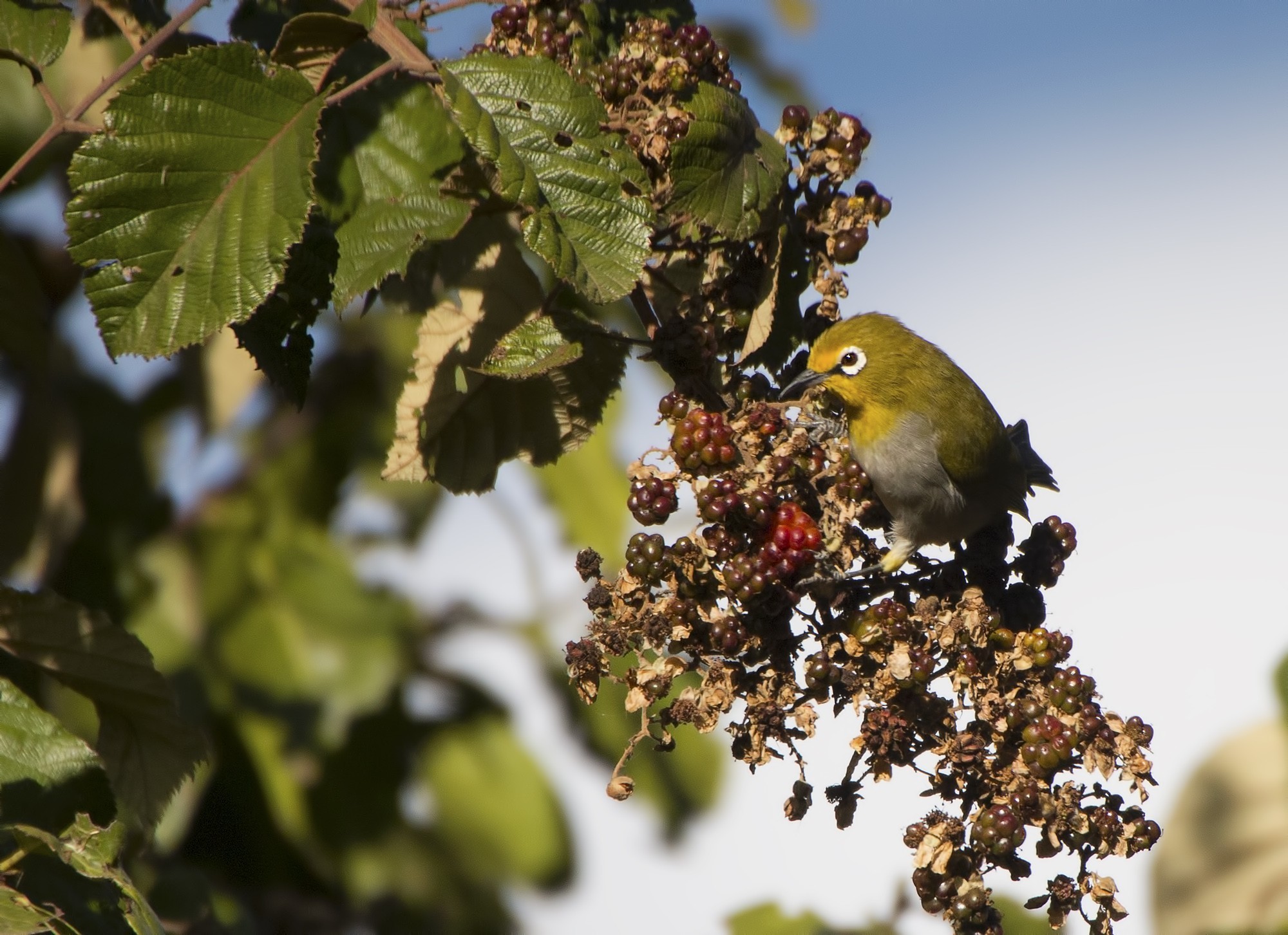 African Yellow White-eye — Ana fotoğraf
