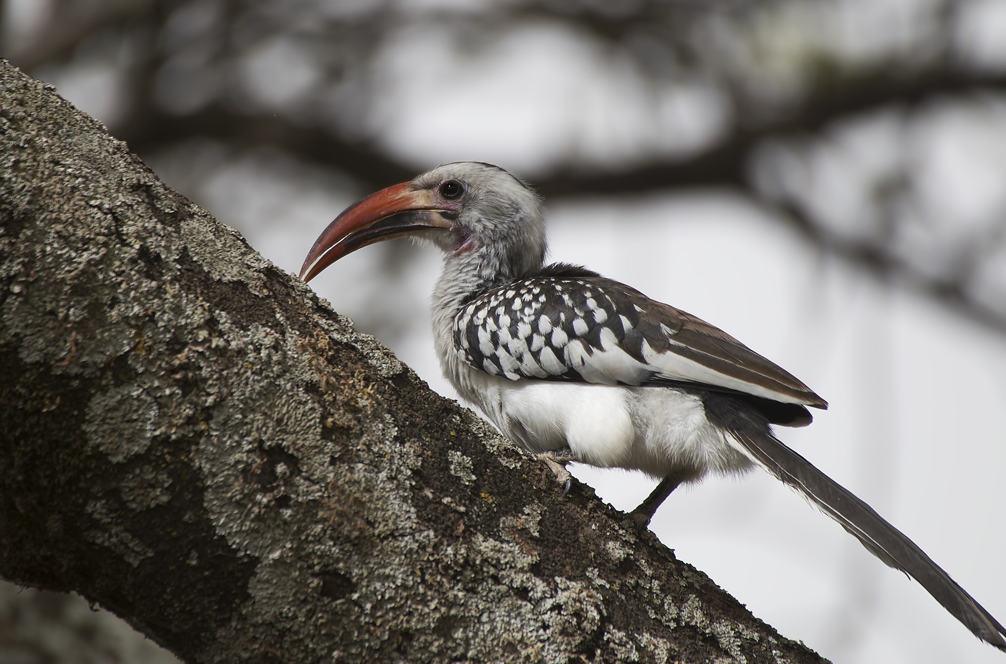 Hemprich's Hornbill