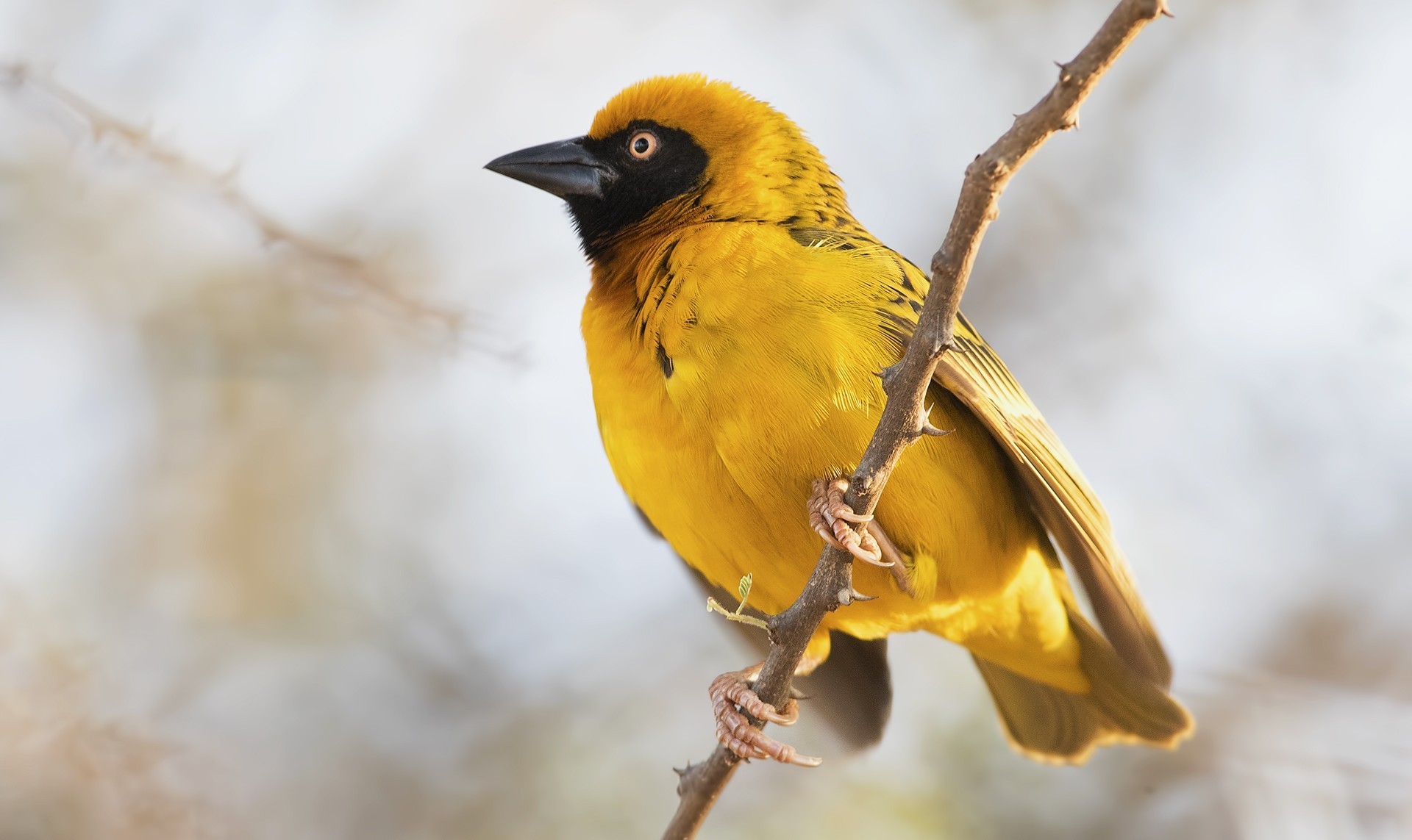Baglafecht Weaver