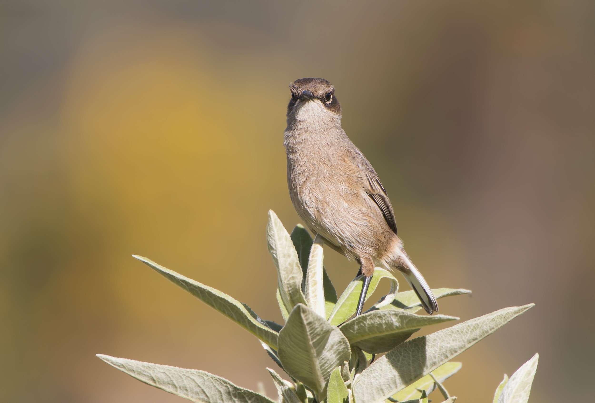 Moorland Chat