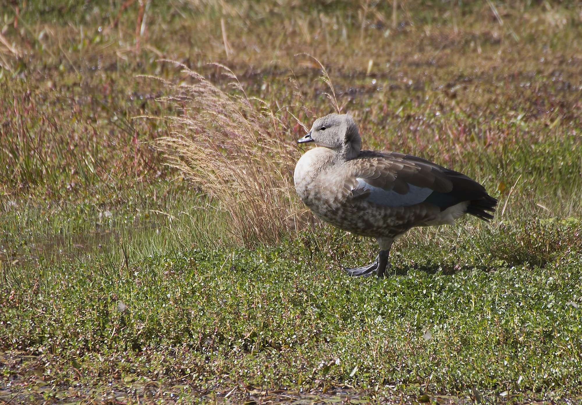 Blue-winged Goose