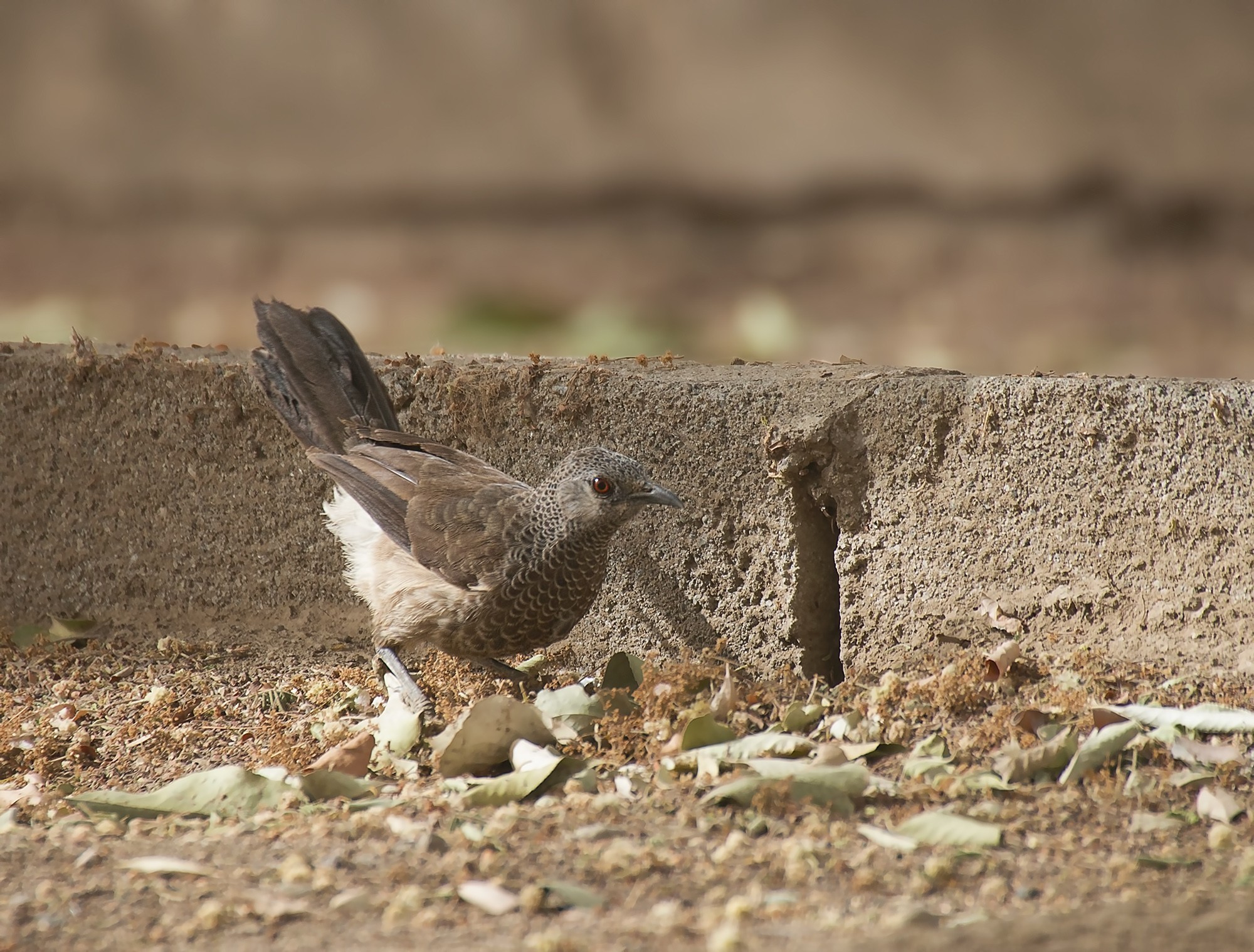 Northern White-rumped Babbler
