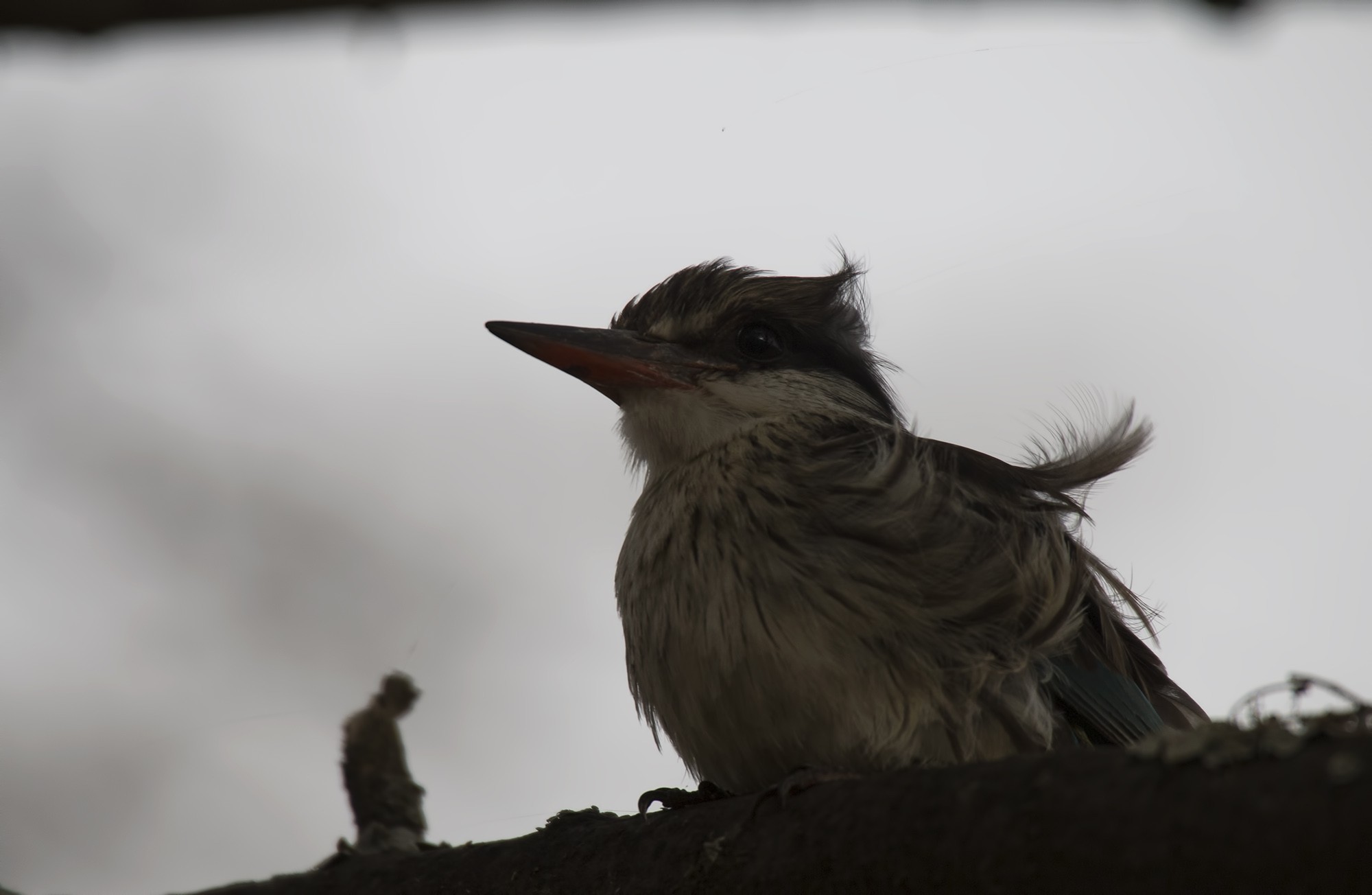 Striped Kingfisher