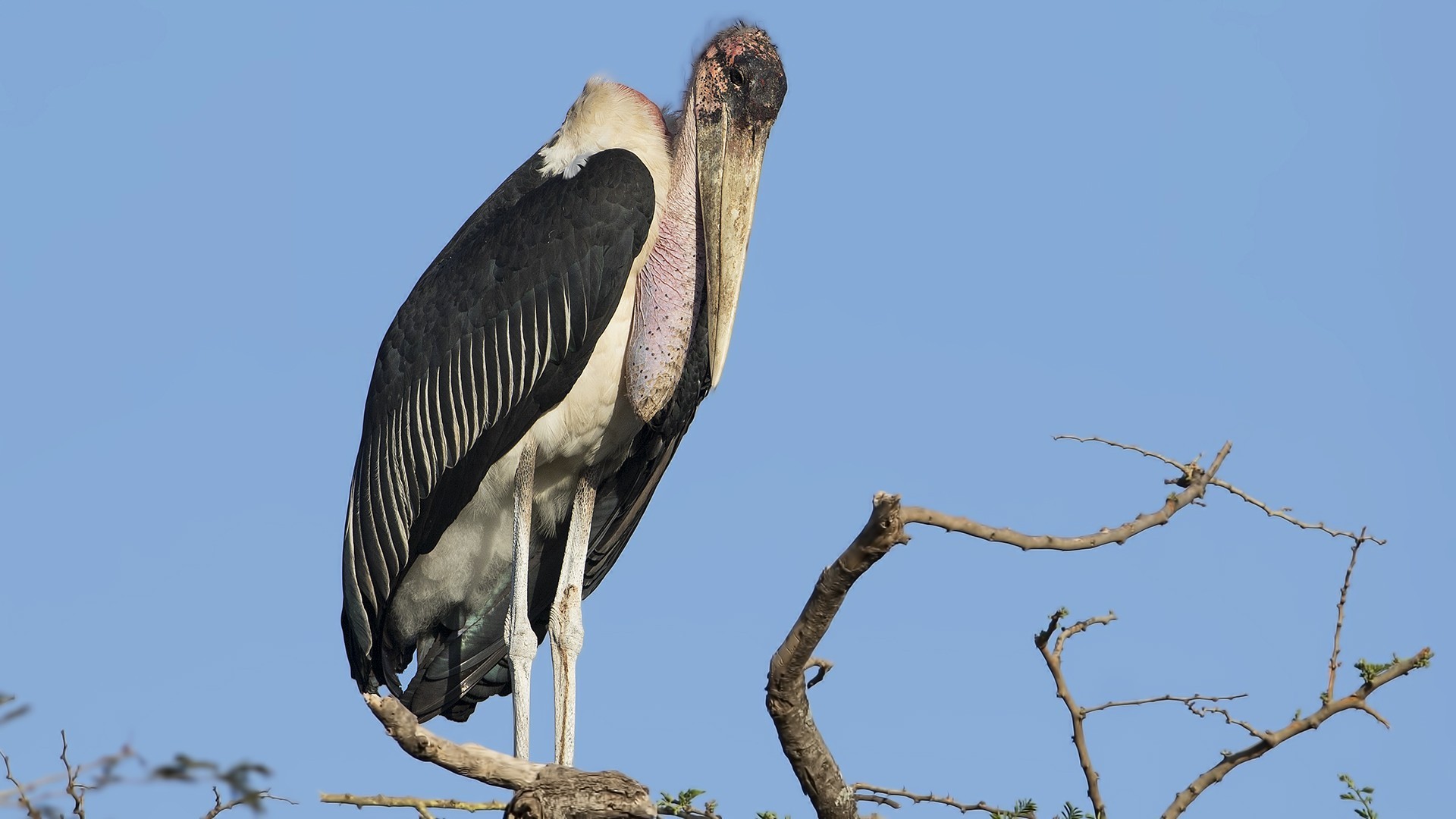 Marabou
