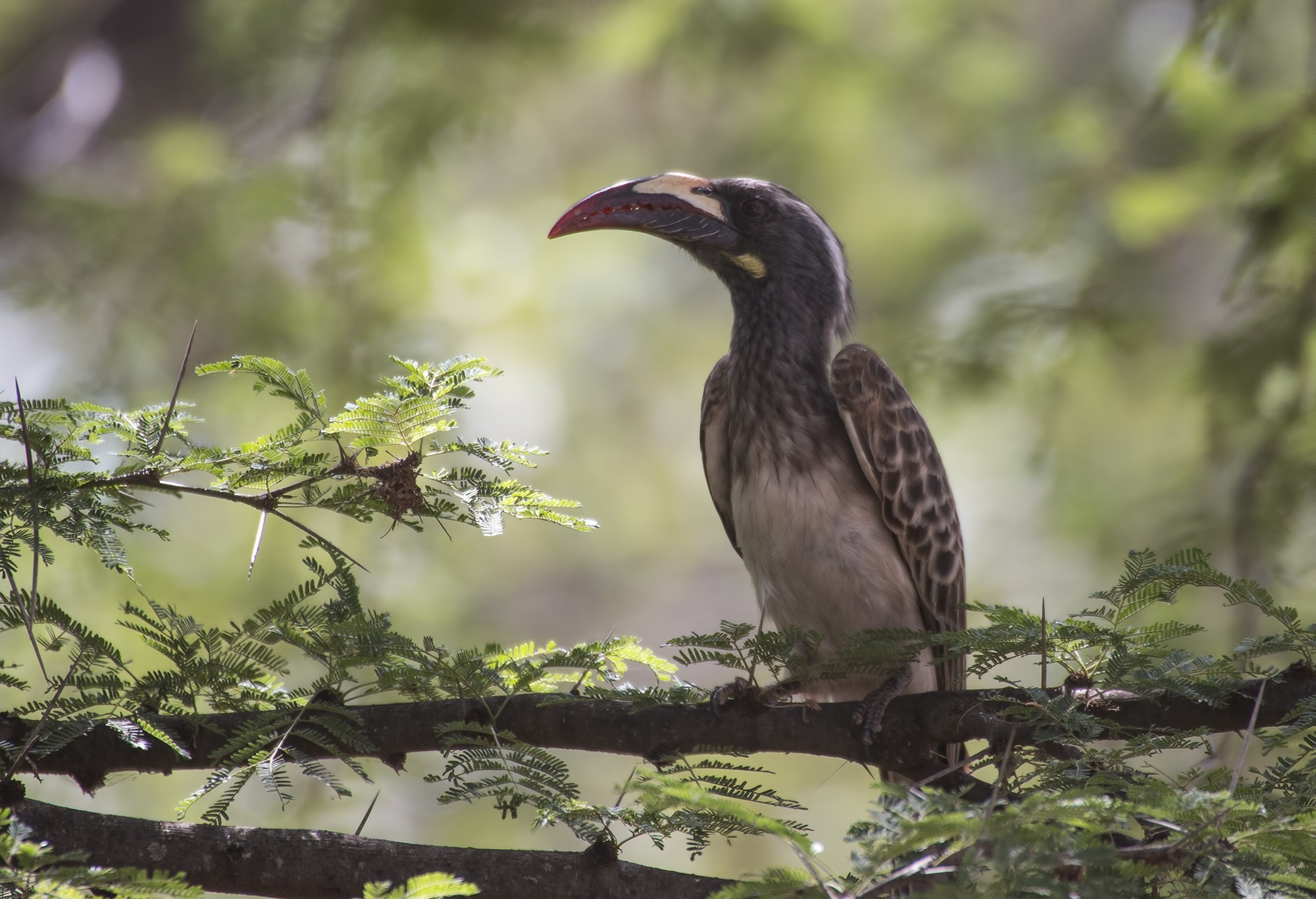 Hemprich's Hornbill