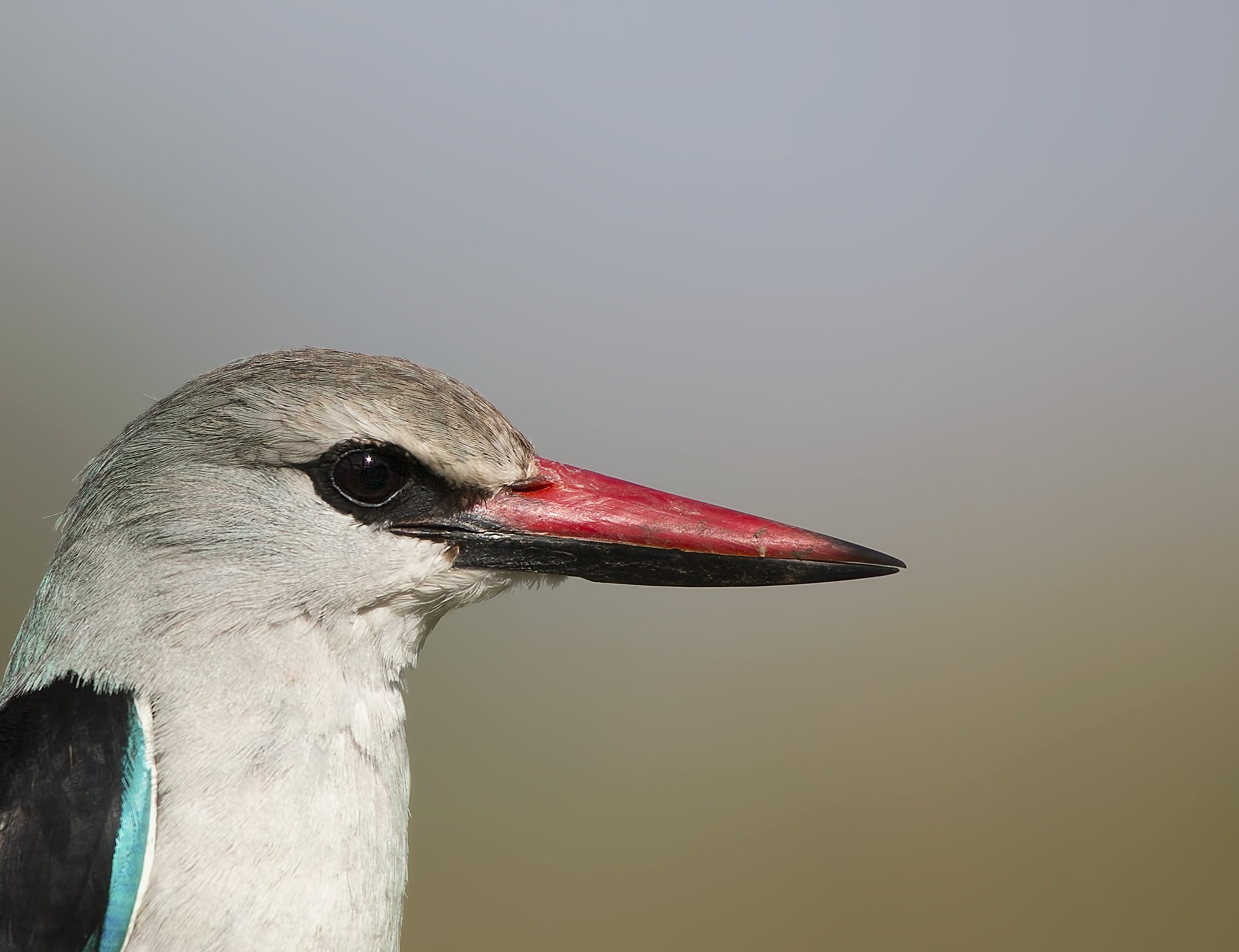 Woodland Kingfisher