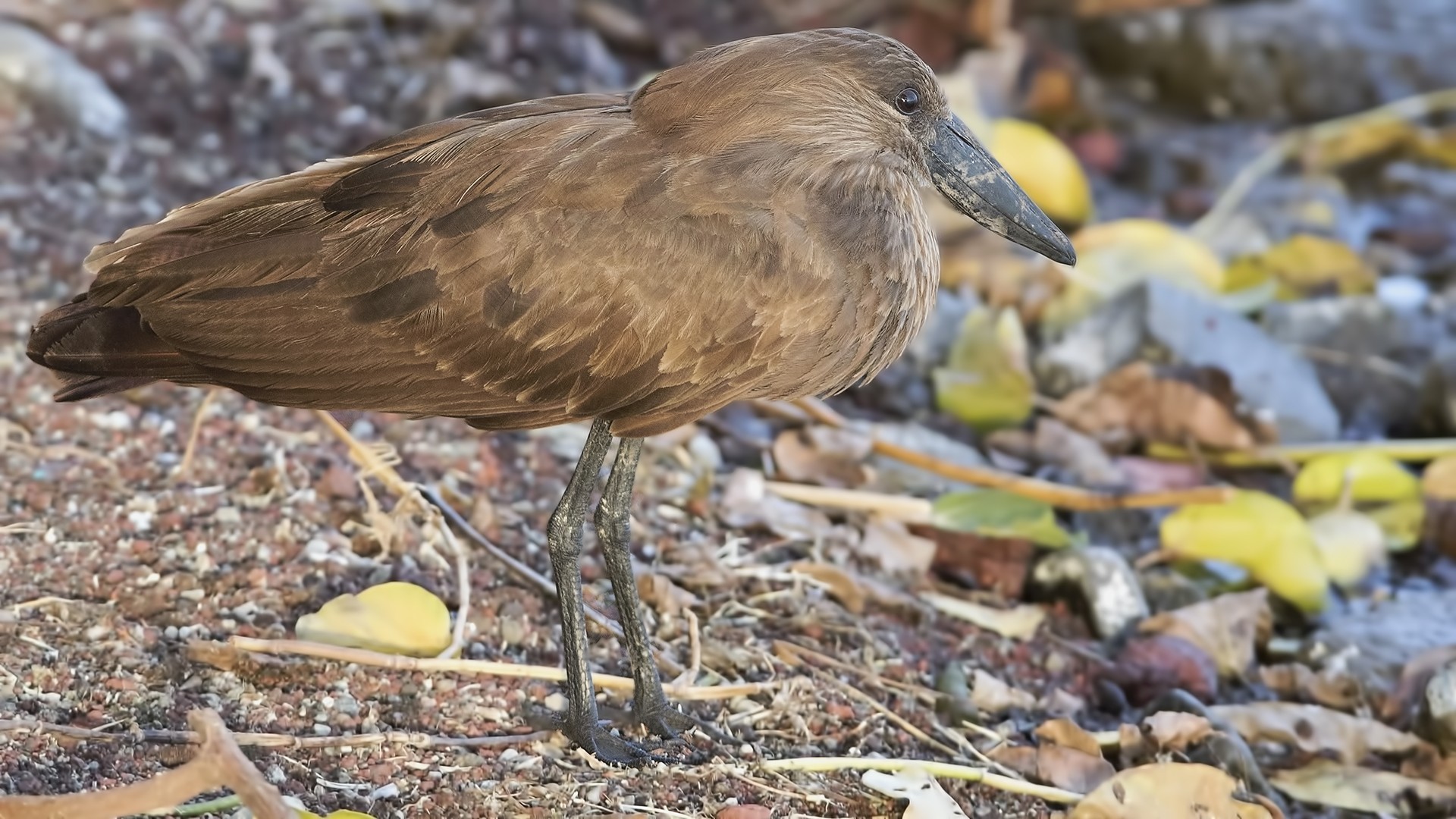 Hamerkop