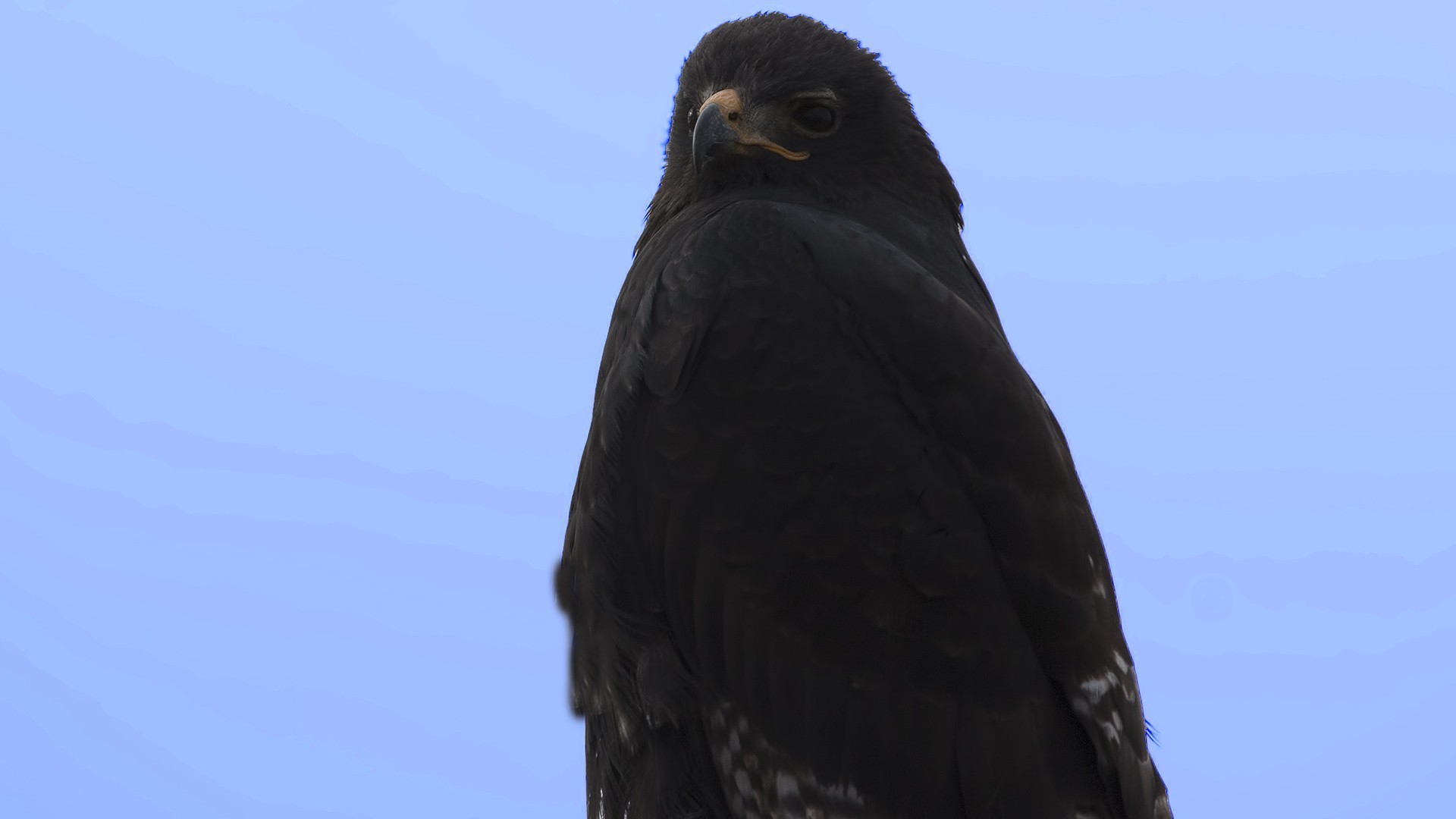Augur Buzzard