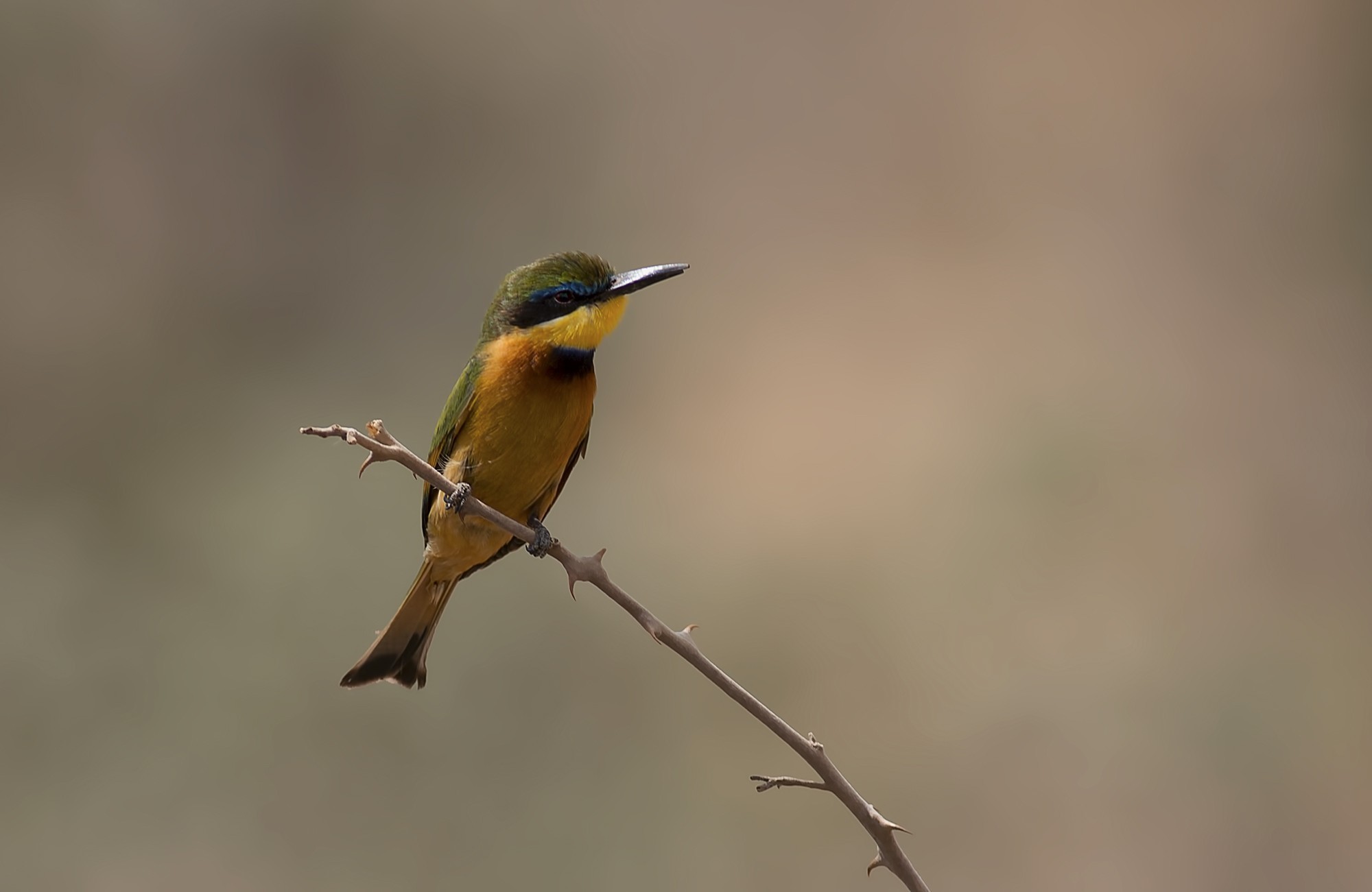 African Green Bee-eater