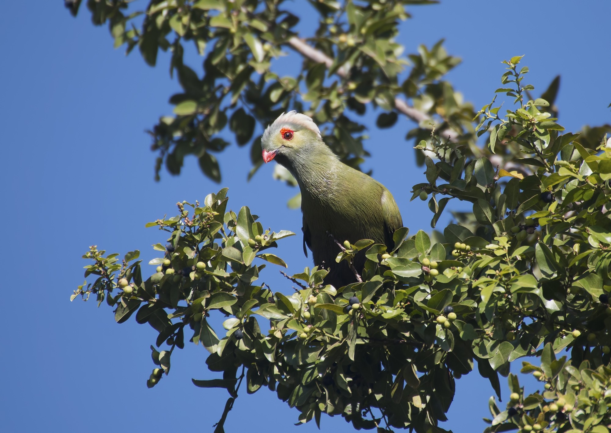 Ruspoli's Turaco — Ana fotoğraf