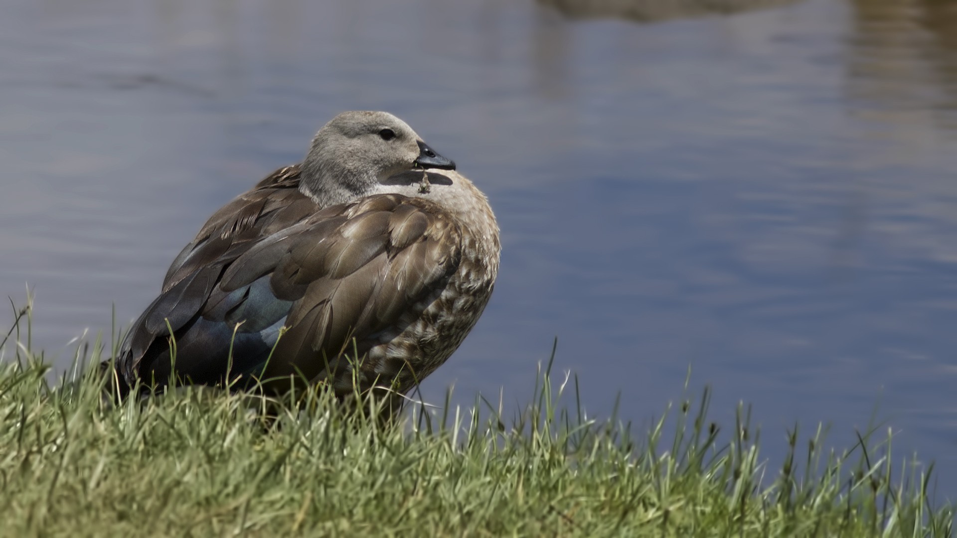 Blue-winged Goose