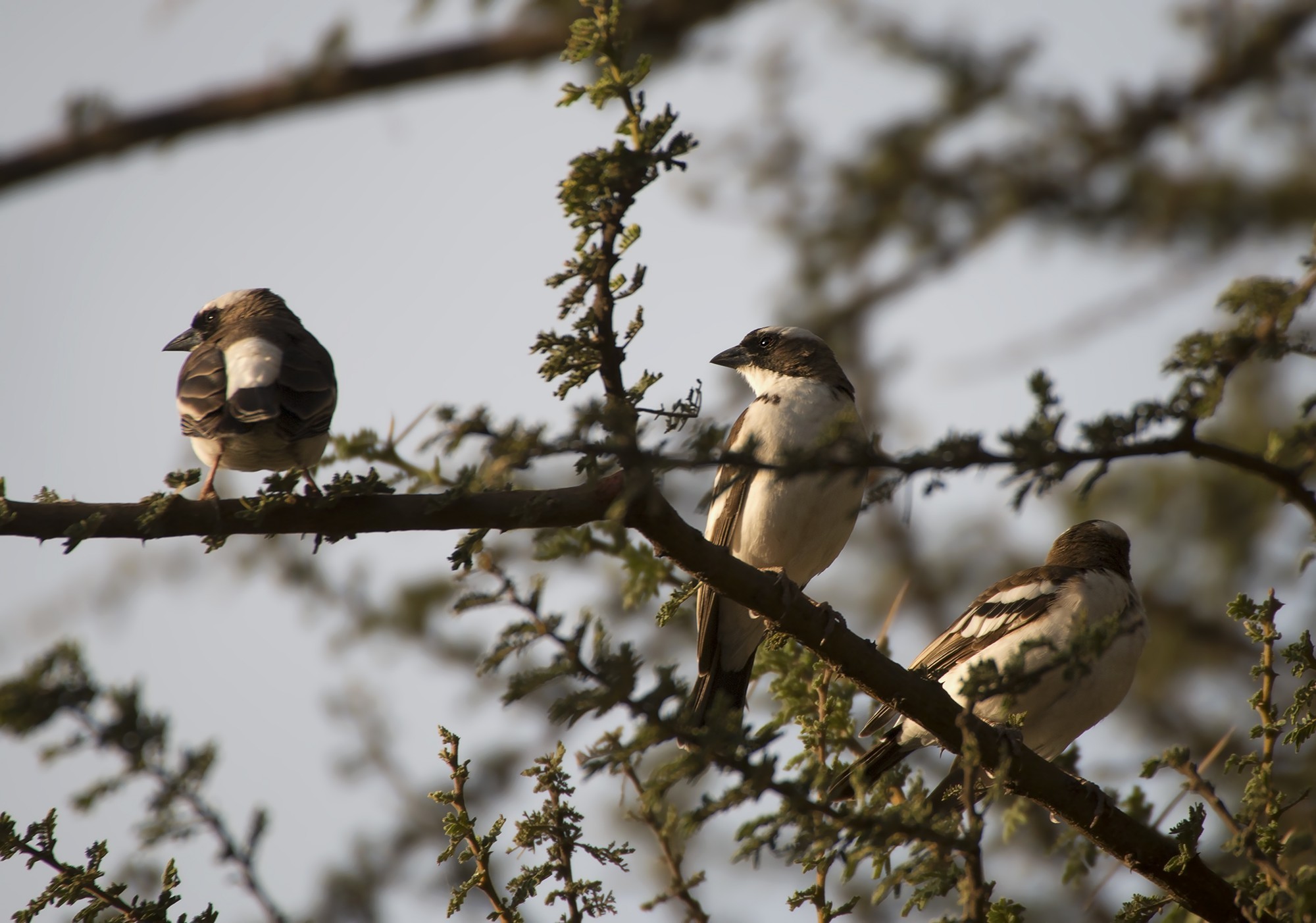 White-browed Sparrow-weaver