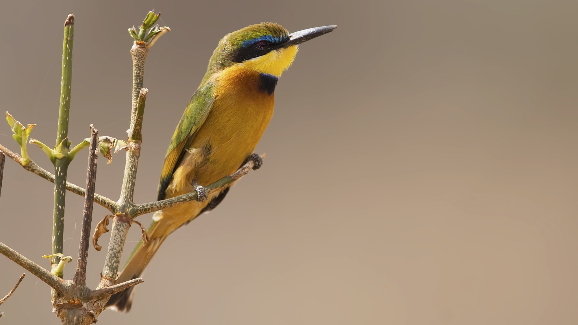 Ethiopian Bee-eater — Ana fotoğraf
