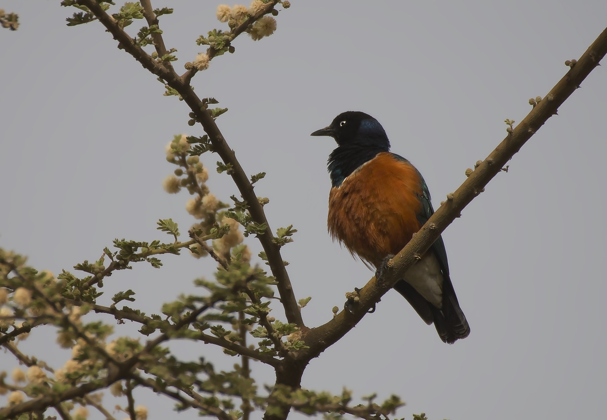 Superb Starling