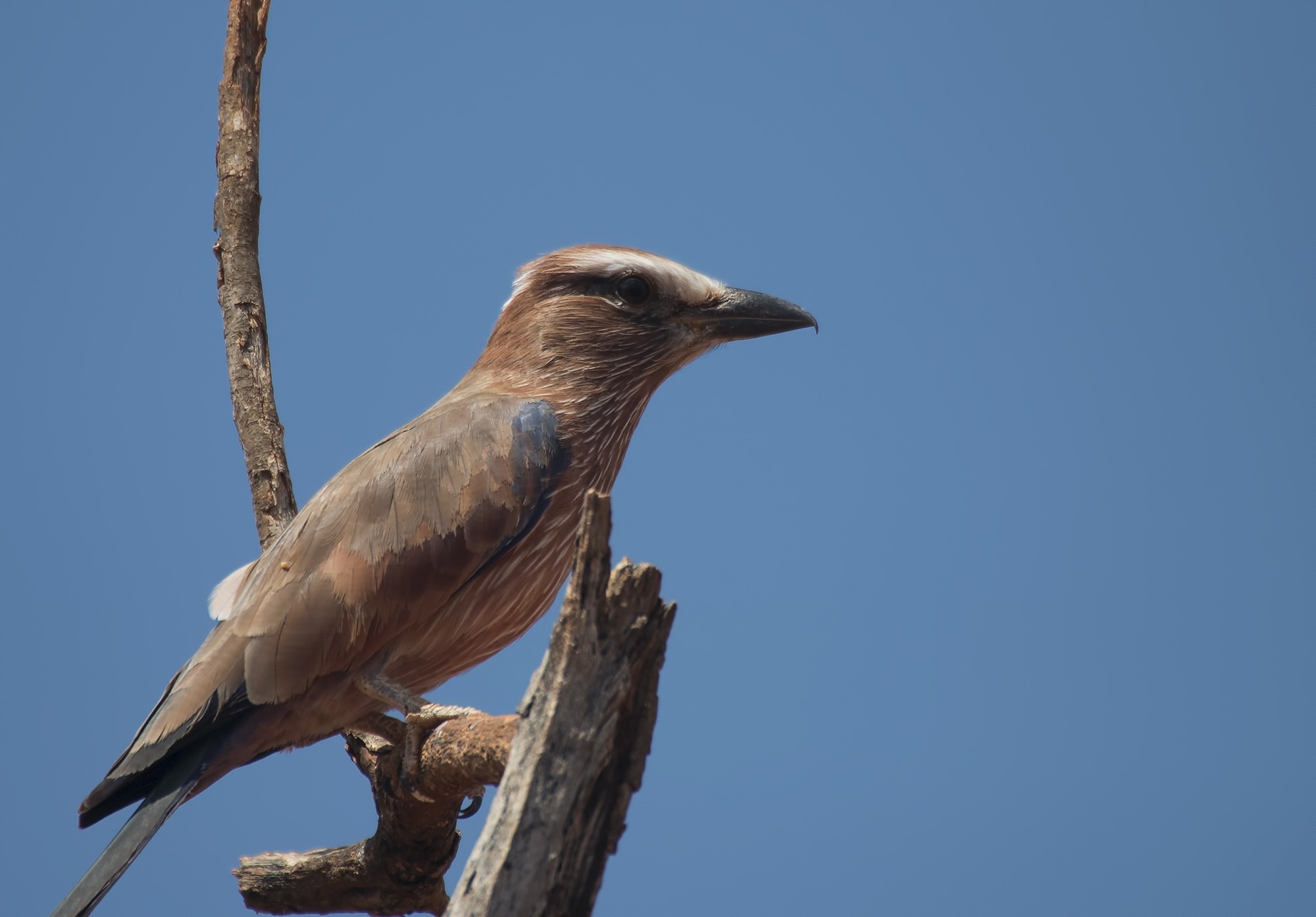 Purple Roller