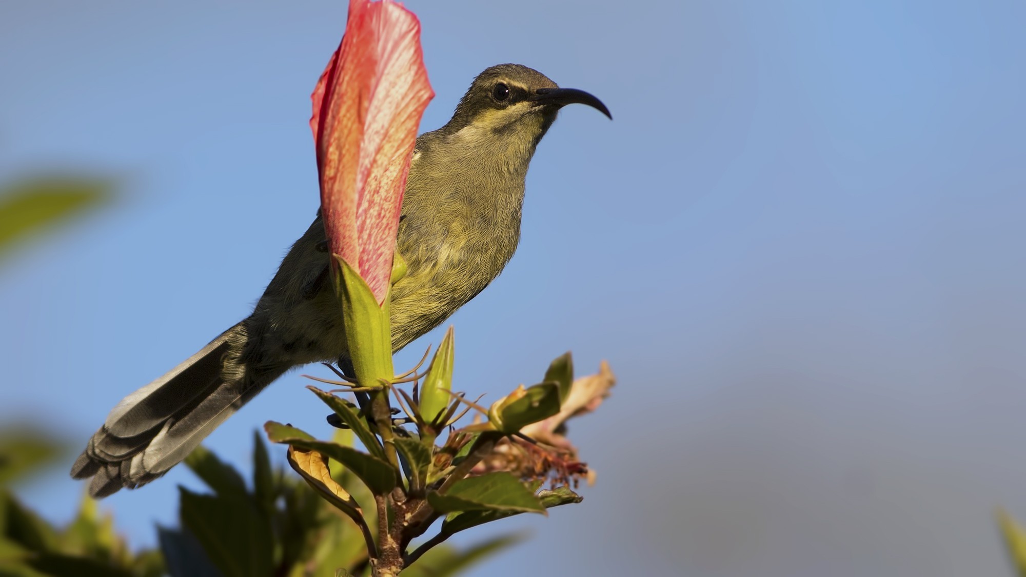 Beautiful Sunbird