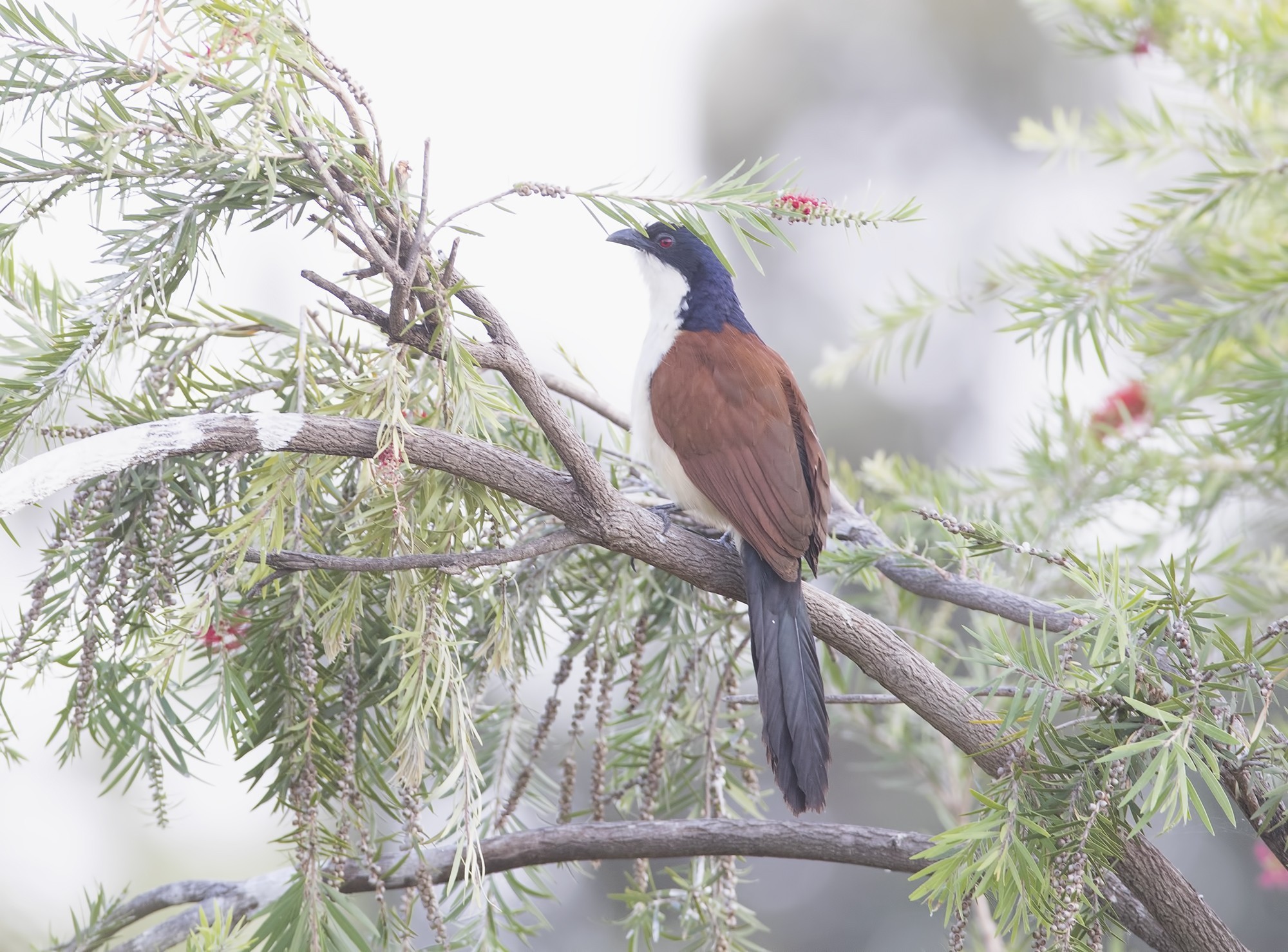 Blue-headed Coucal
