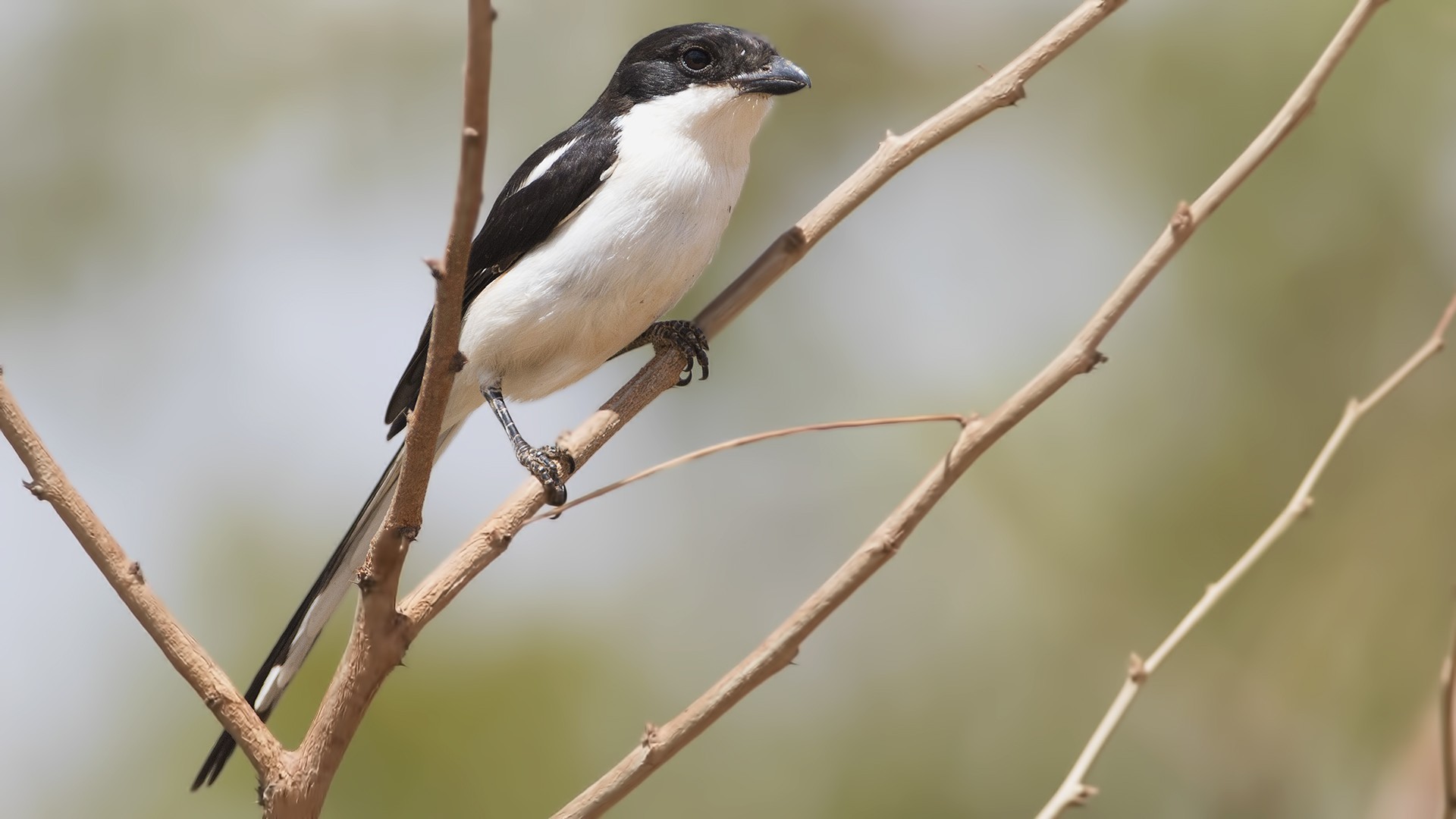Common Fiscal