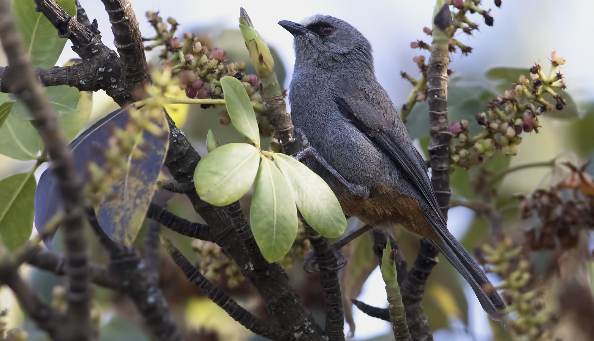 Juniper Babbler