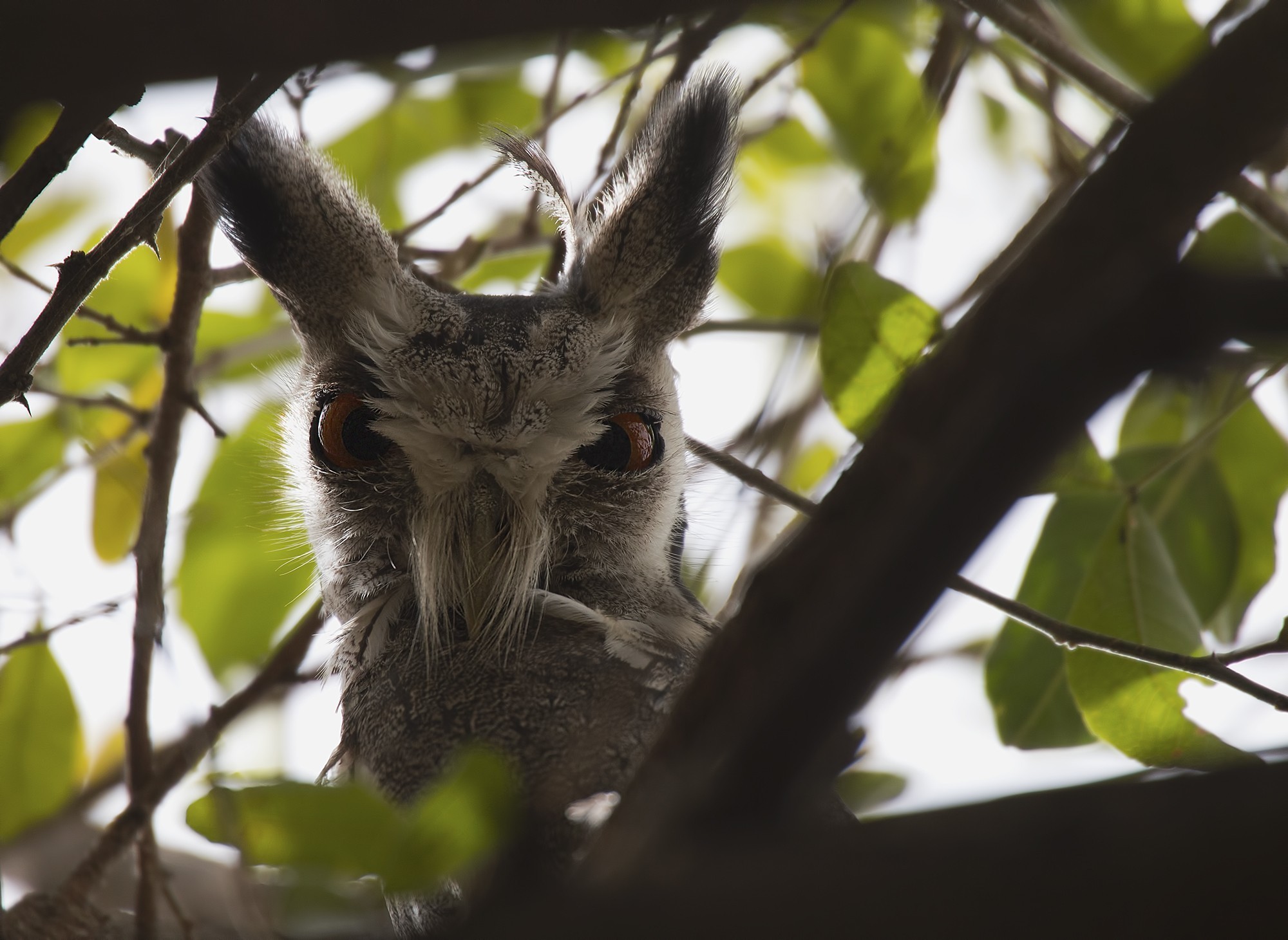 Northern White-faced Owl