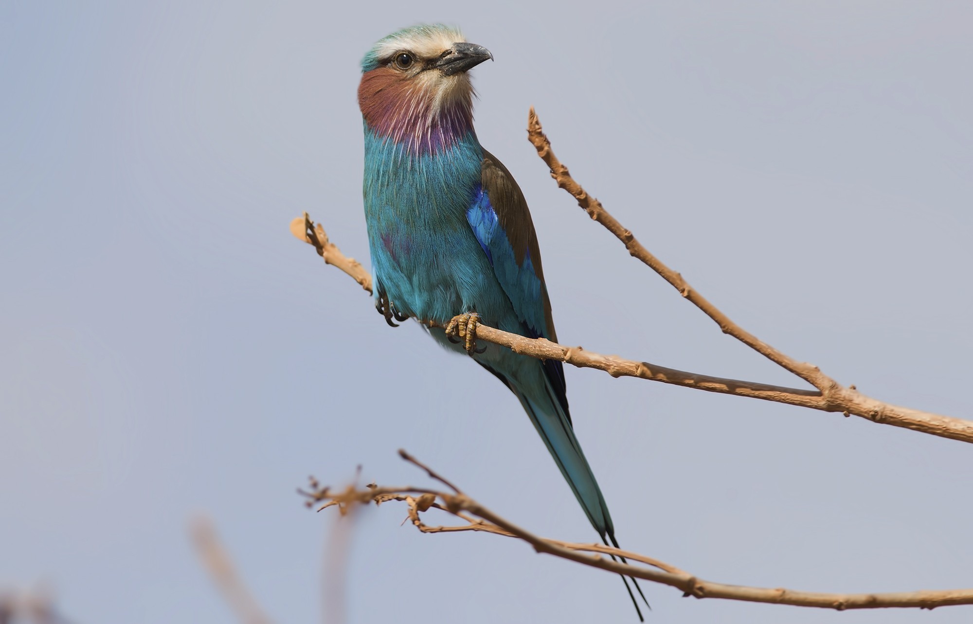 Lilac-breasted Roller