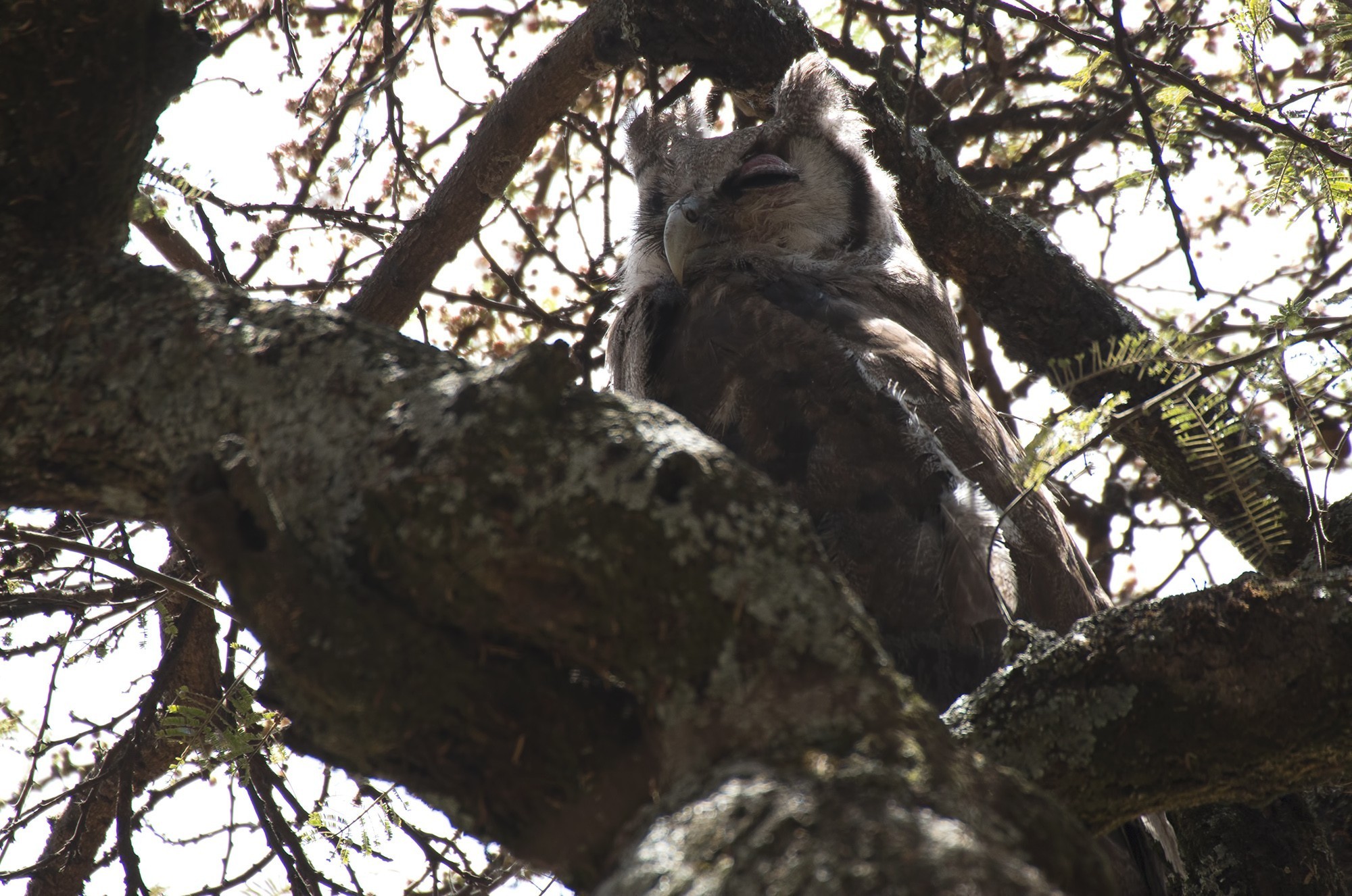 Verreaux's Eagle-owl