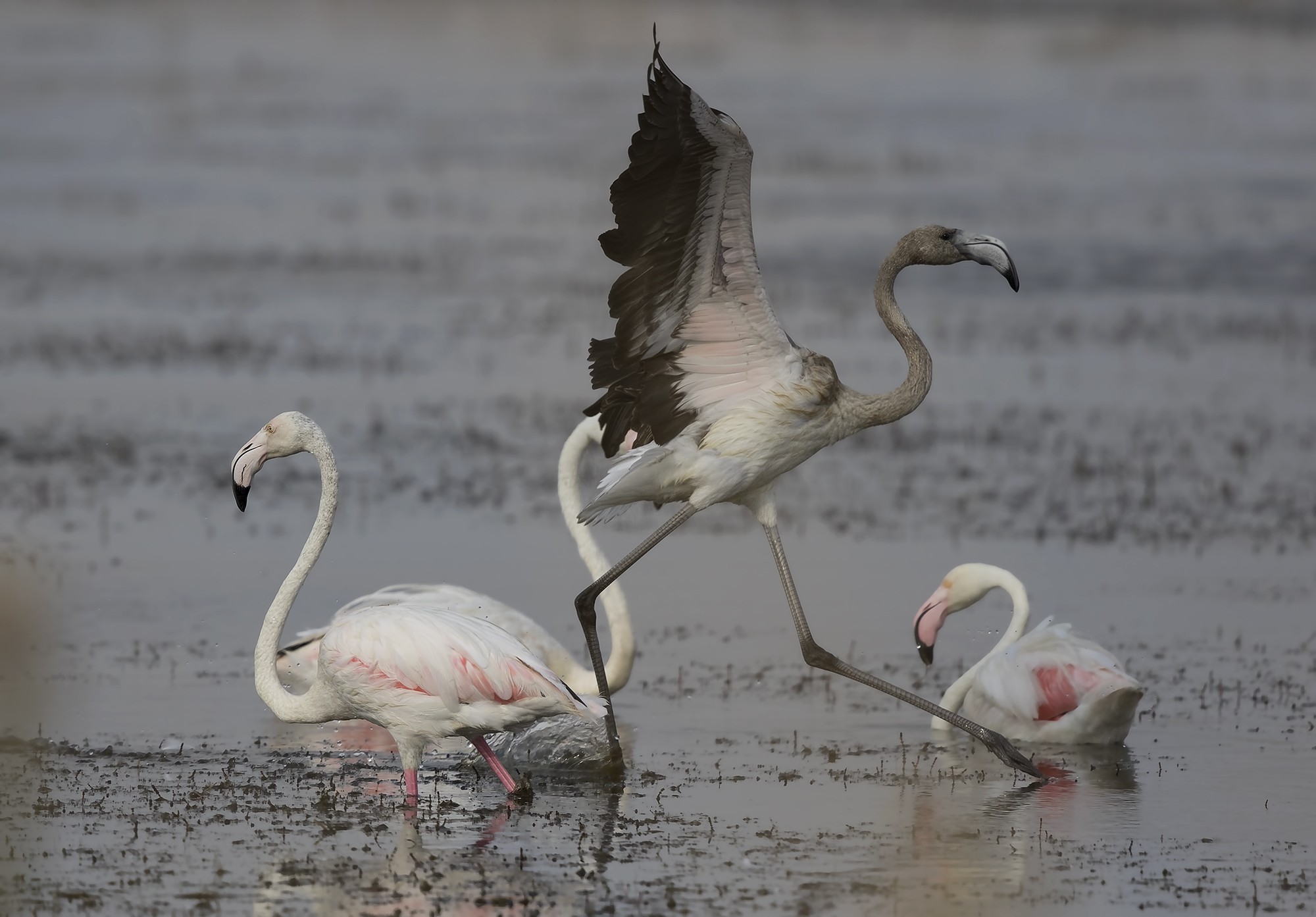 Flamingo