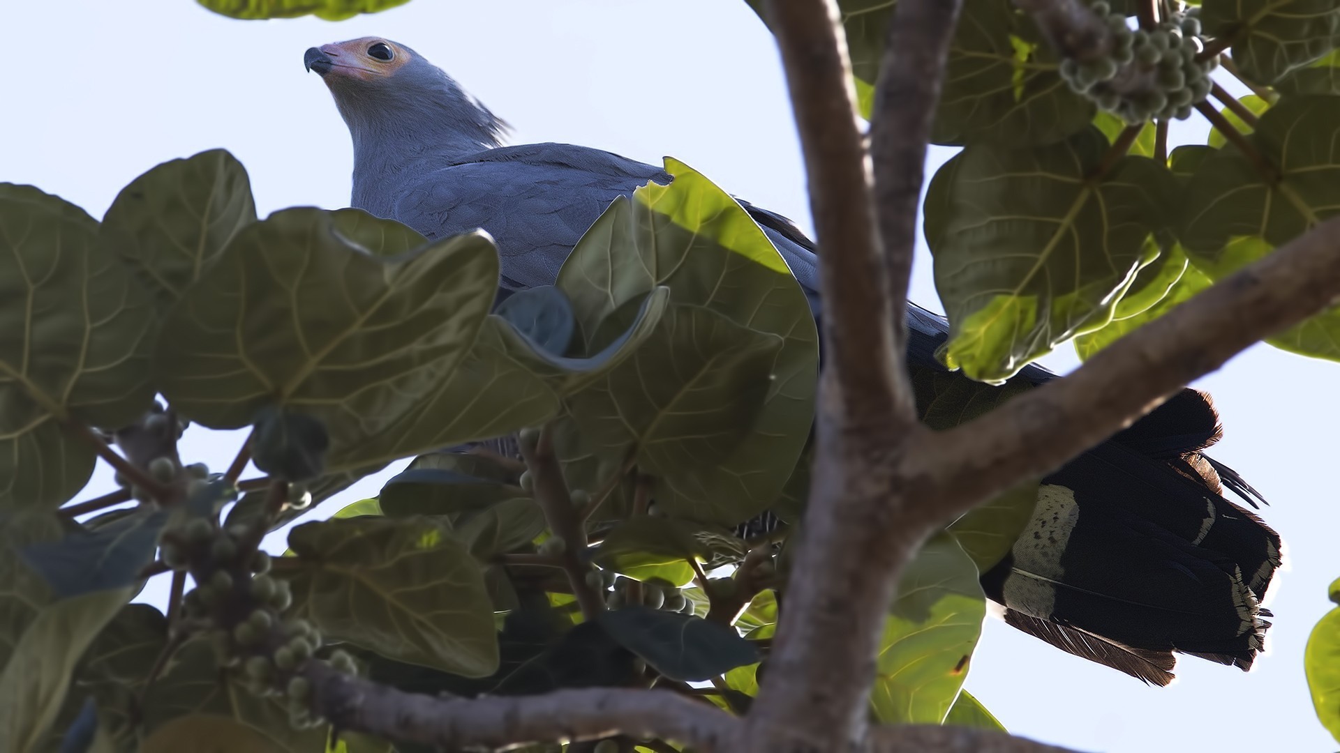 African Harrier-hawk — Ana fotoğraf