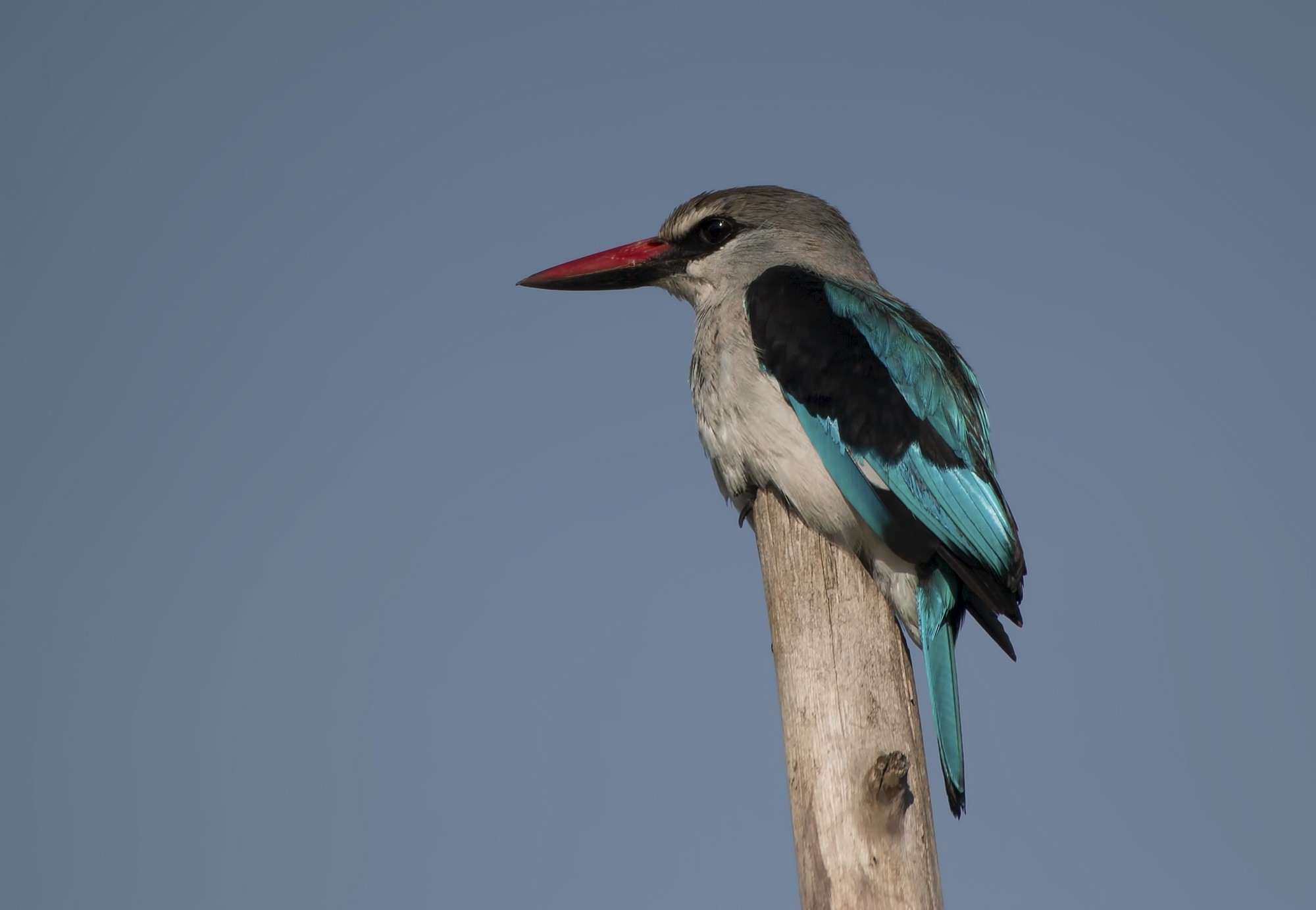 Woodland Kingfisher