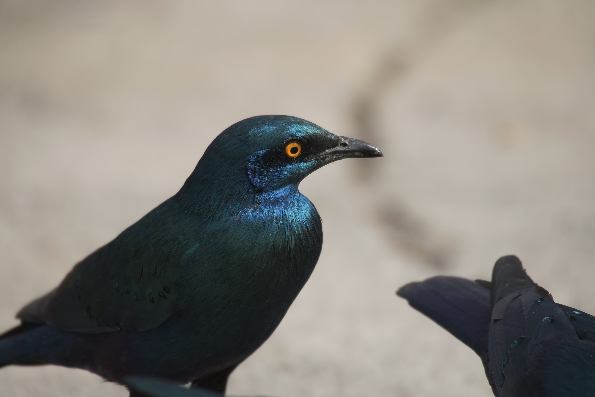 Greater Blue-eared Starling