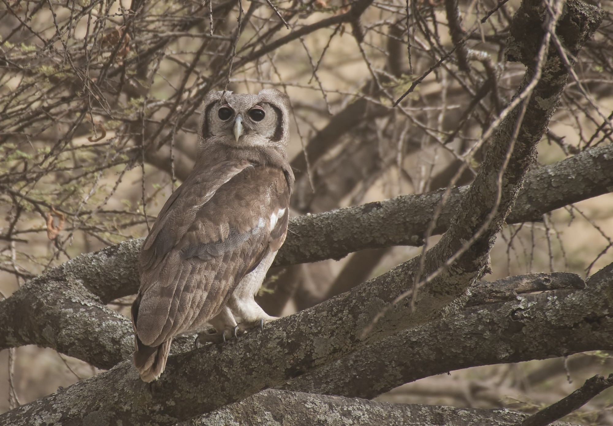 Verreaux's Eagle-owl