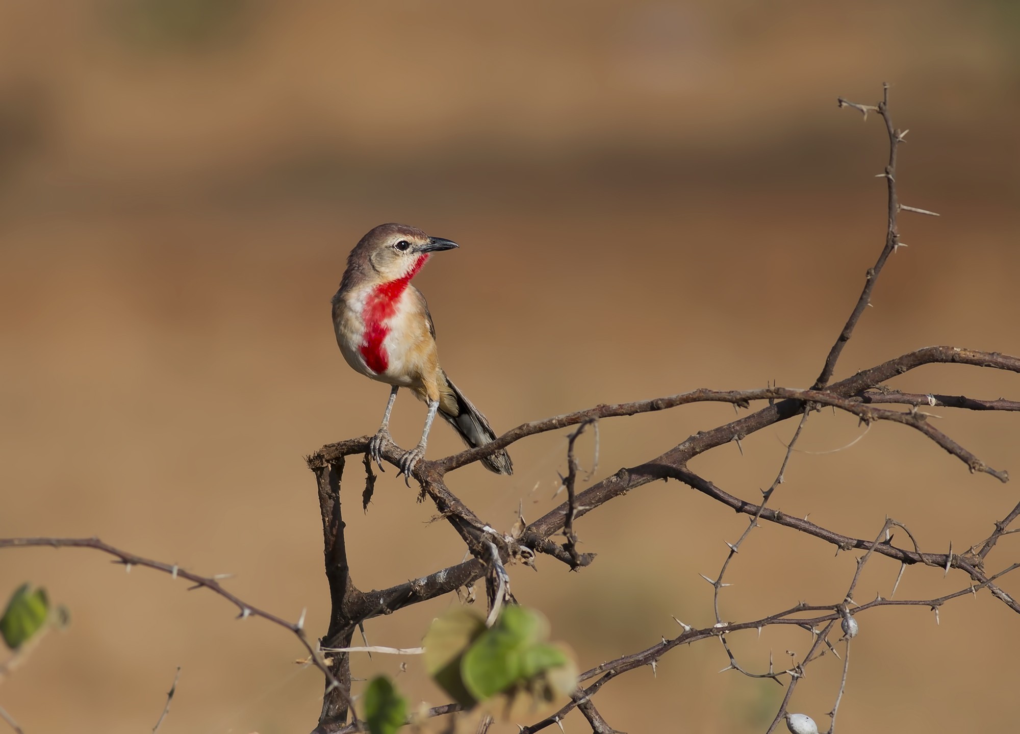 Rosy-patched Shrike