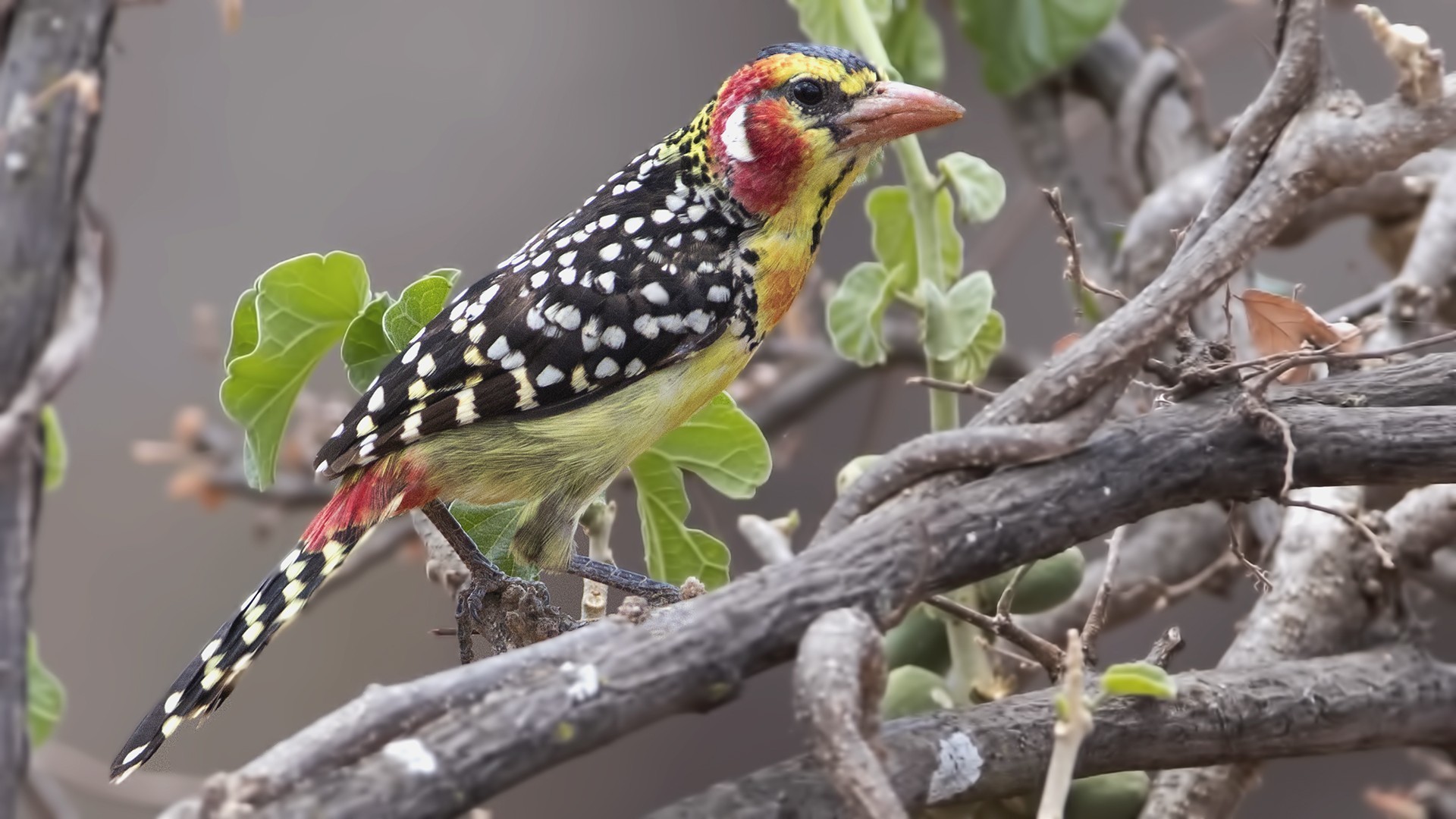 Red-and-yellow Barbet