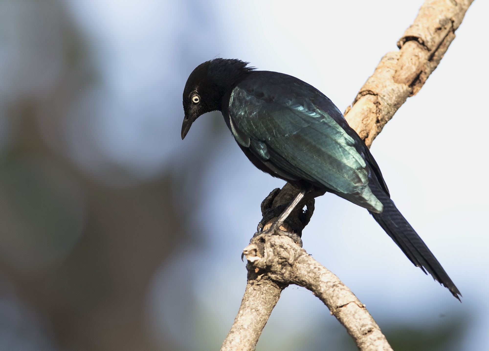 Rüppell's Glossy Starling