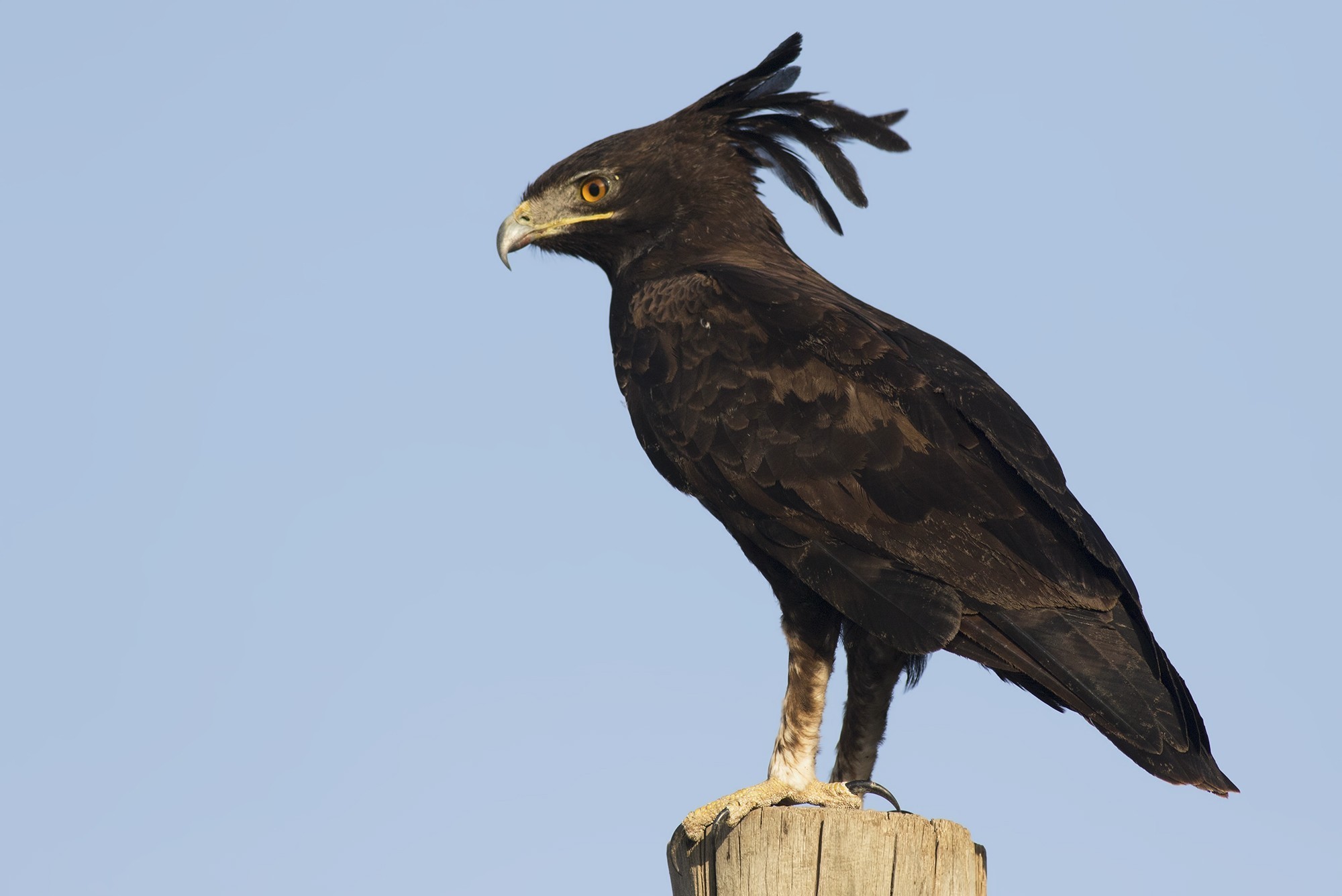 Long-crested Eagle