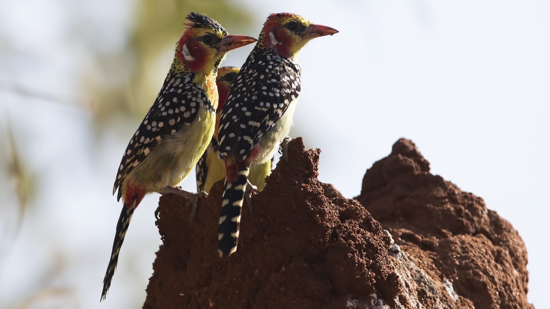Red-and-yellow Barbet — Ana fotoğraf