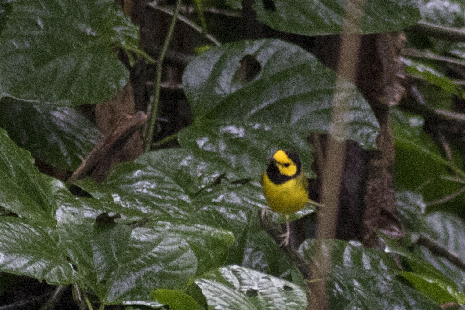 Hooded Warbler