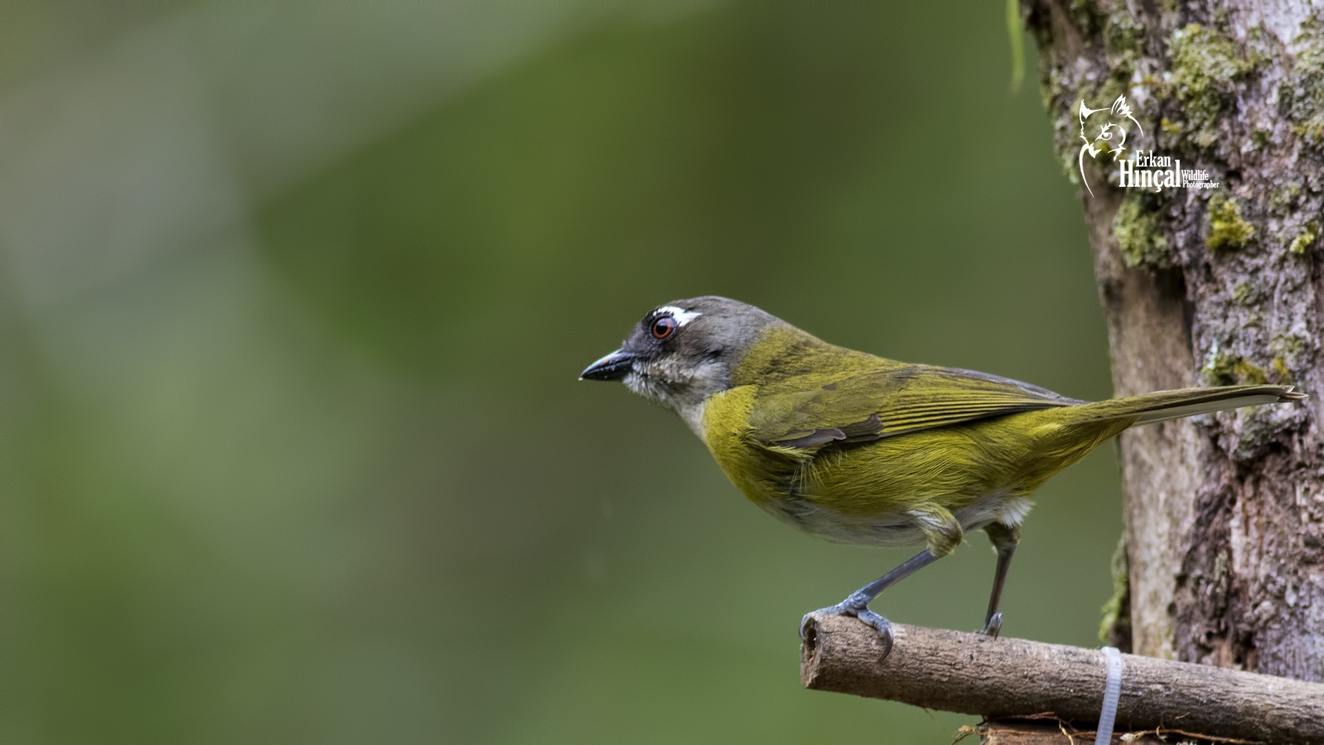 Common Bush-tanager