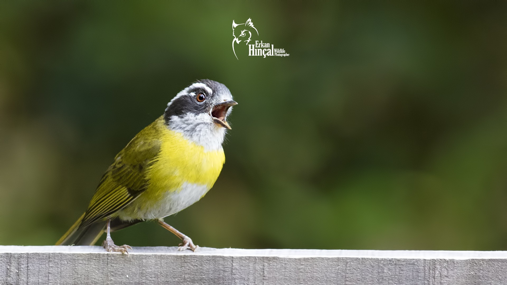 Sooty-capped Bush-tanager