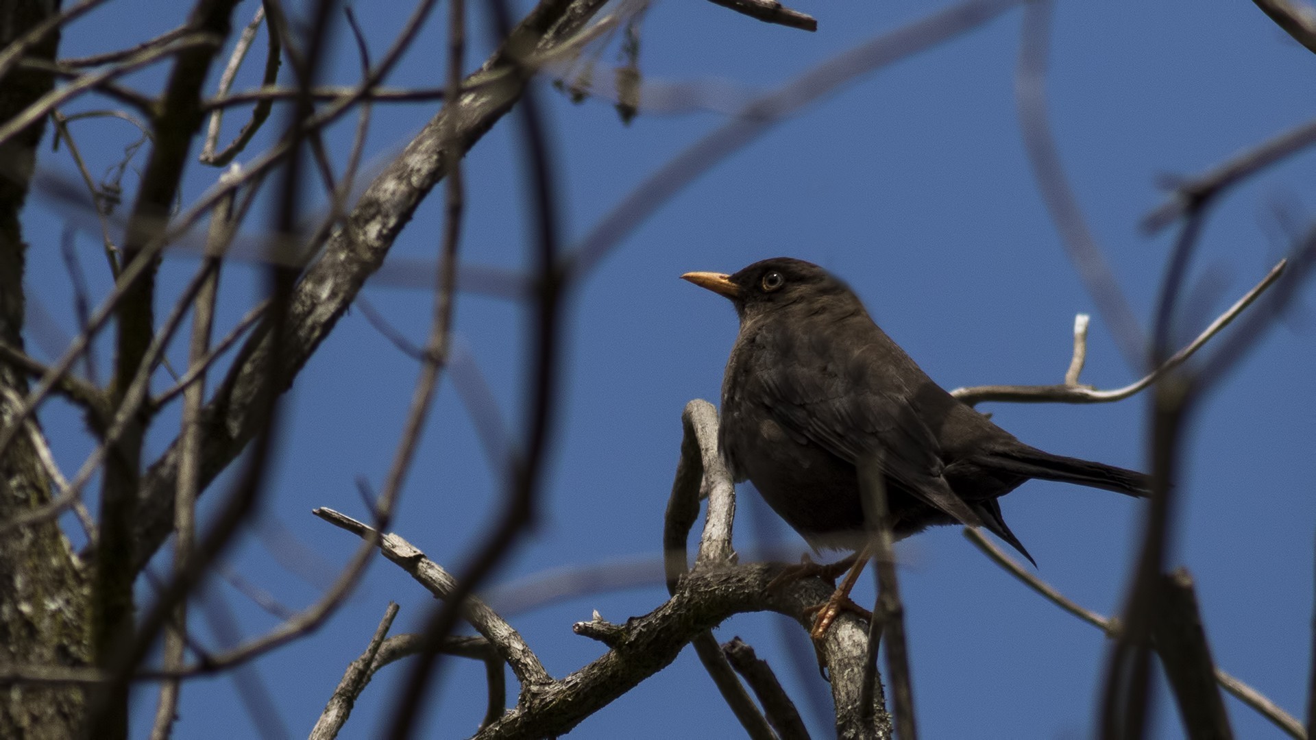 Sooty Thrush