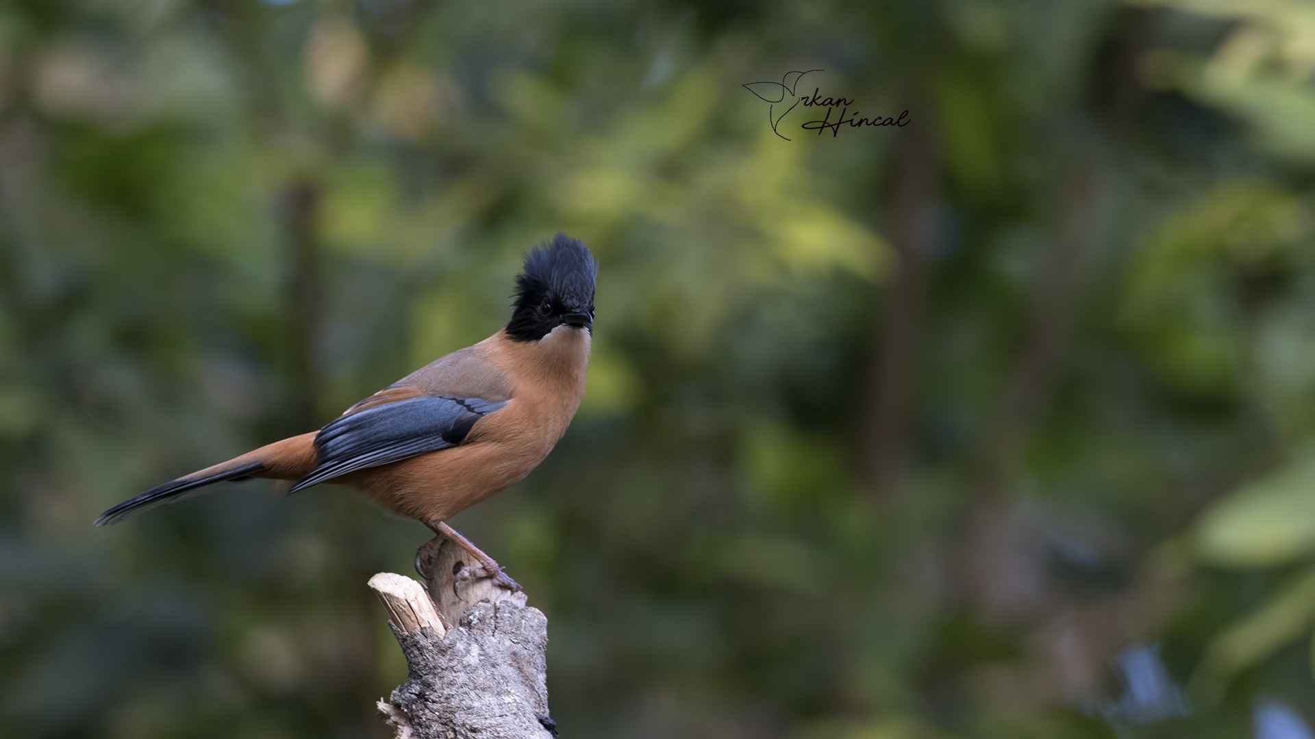 Rufous Sibia