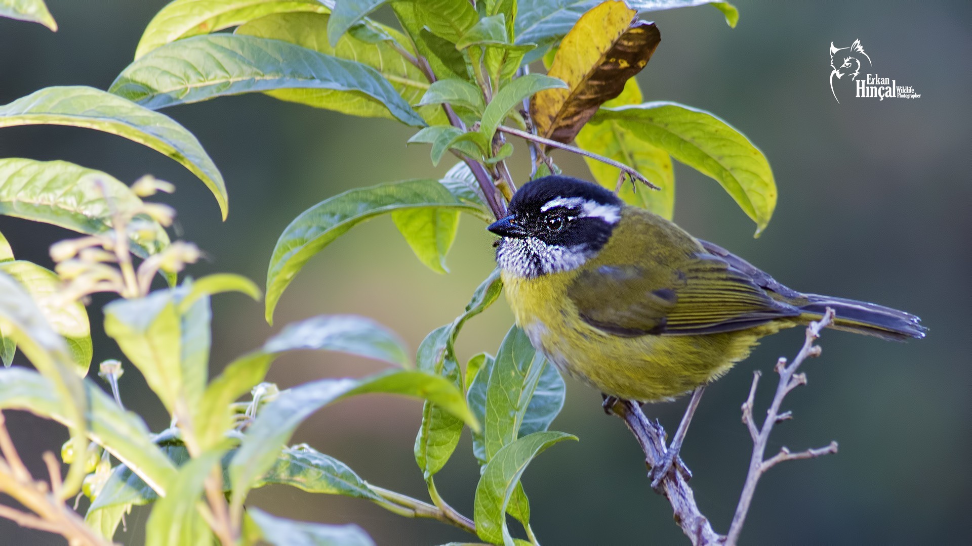 Sooty-capped Bush-tanager — Ana fotoğraf