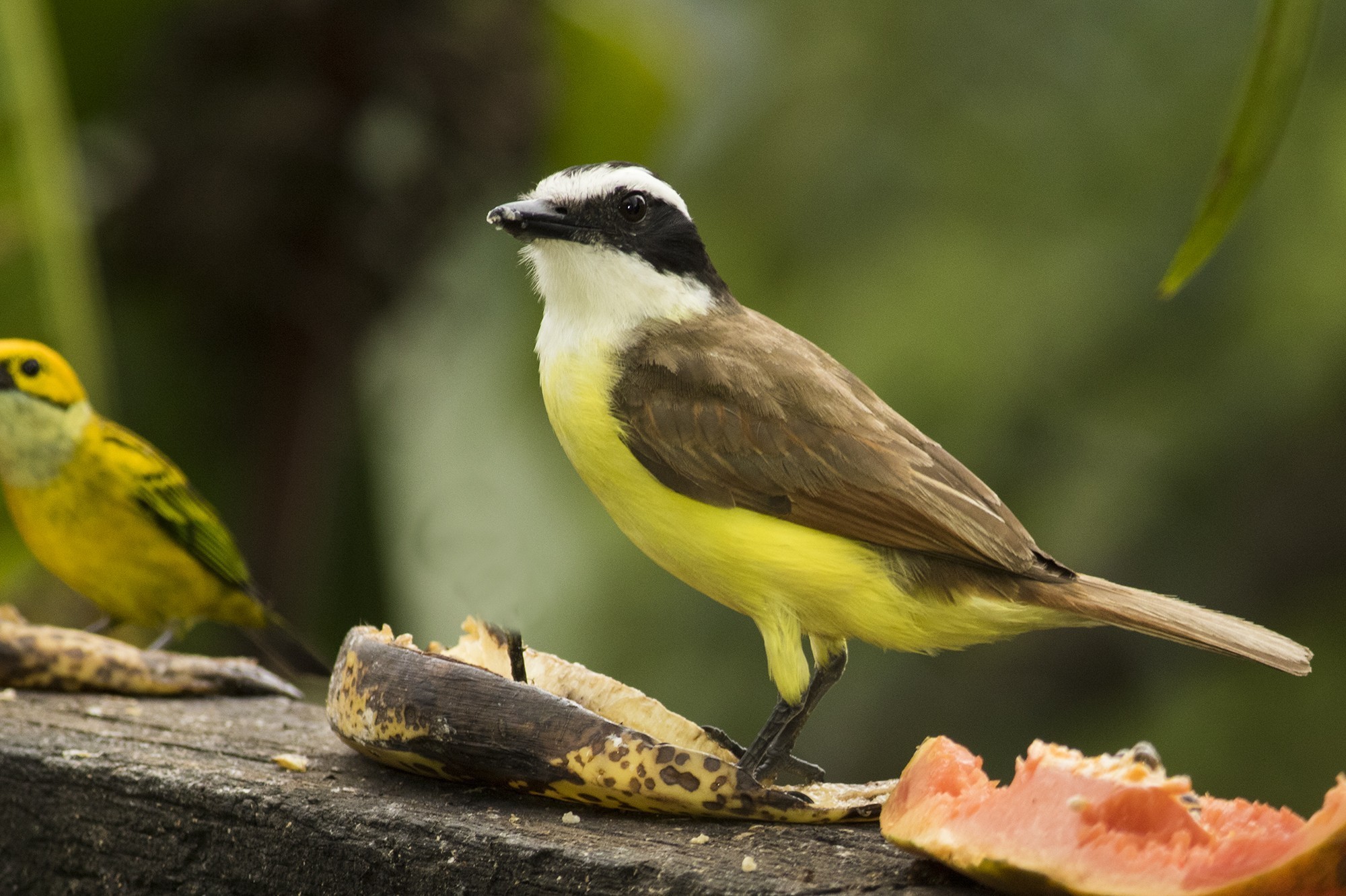 Great Kiskadee — Ana fotoğraf
