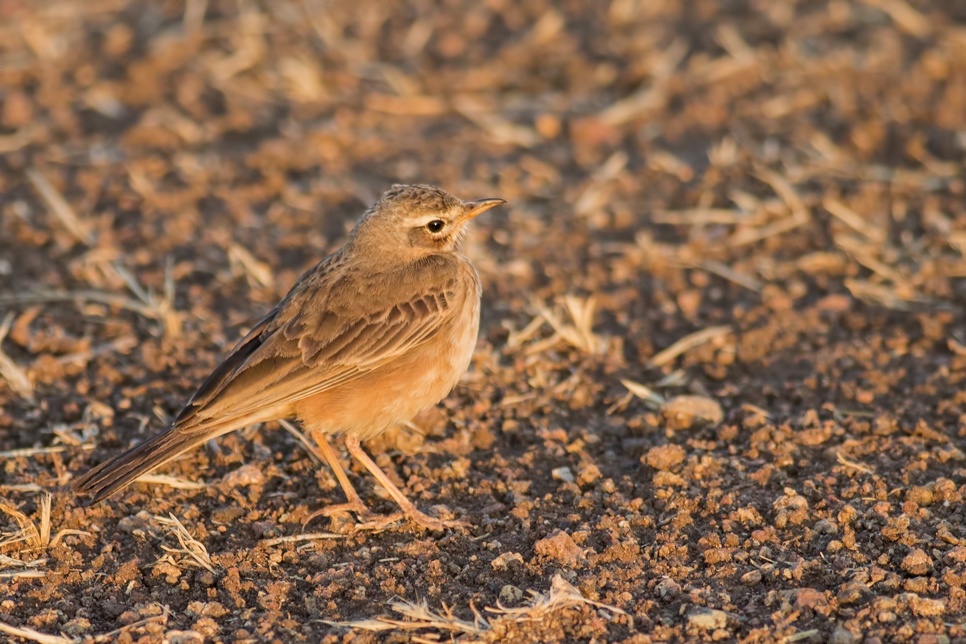 Plain-backed Pipit