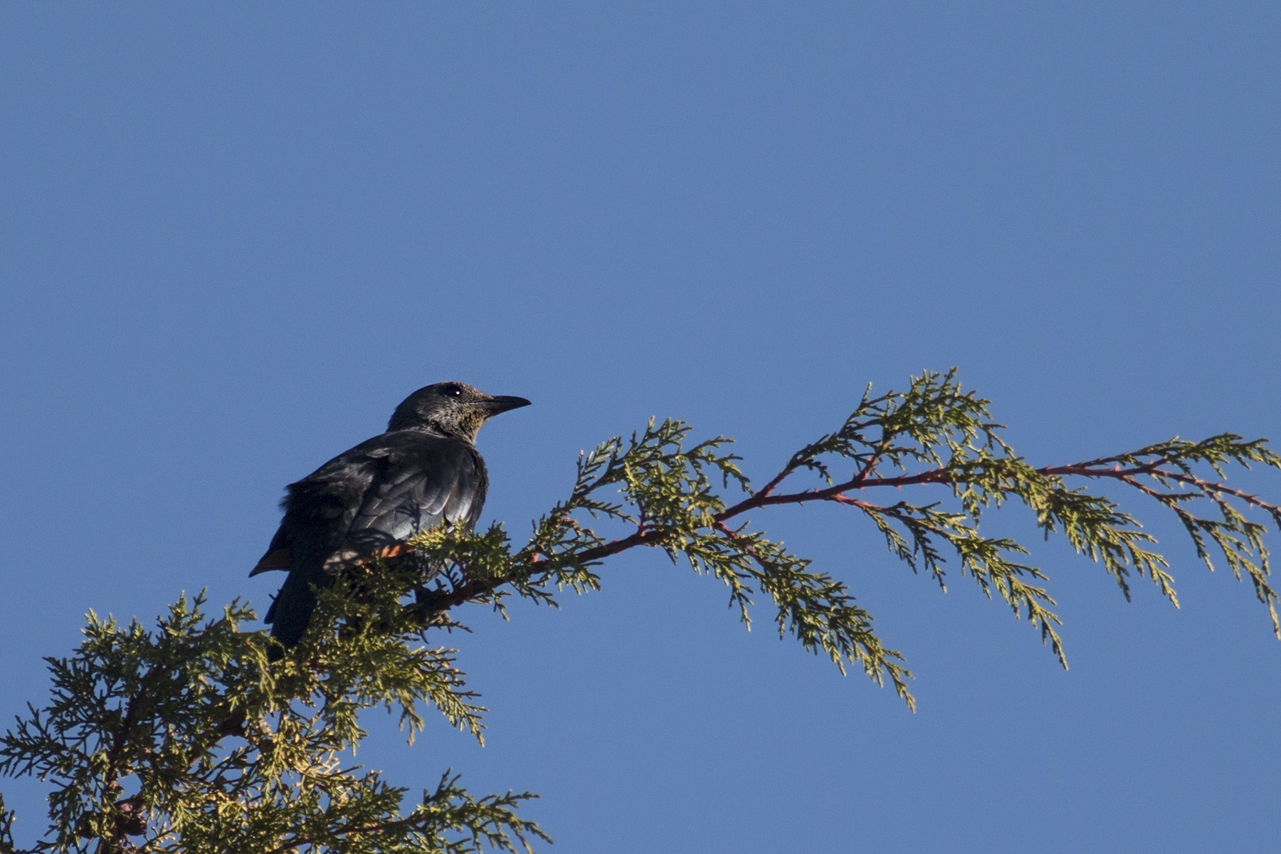 Red-winged Starling