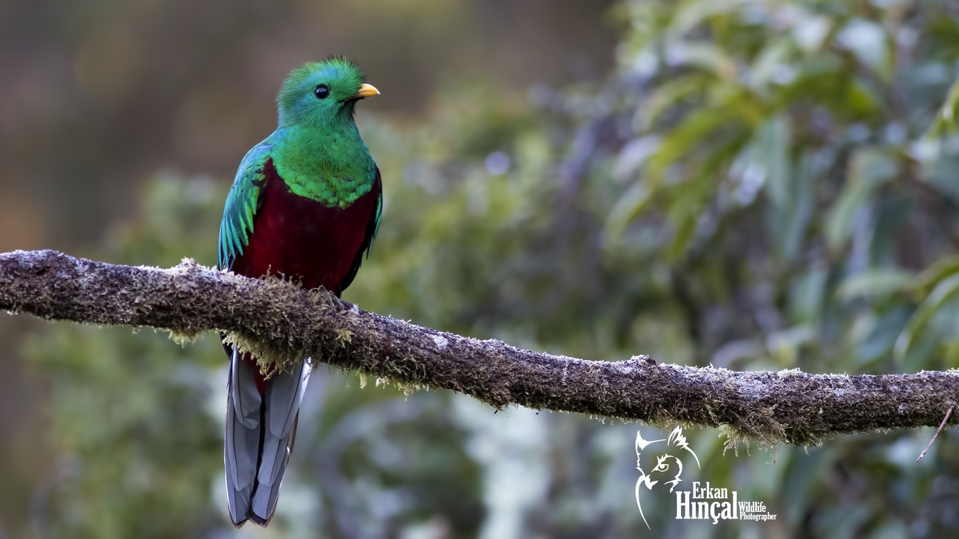 Resplendent Quetzal — Ana fotoğraf
