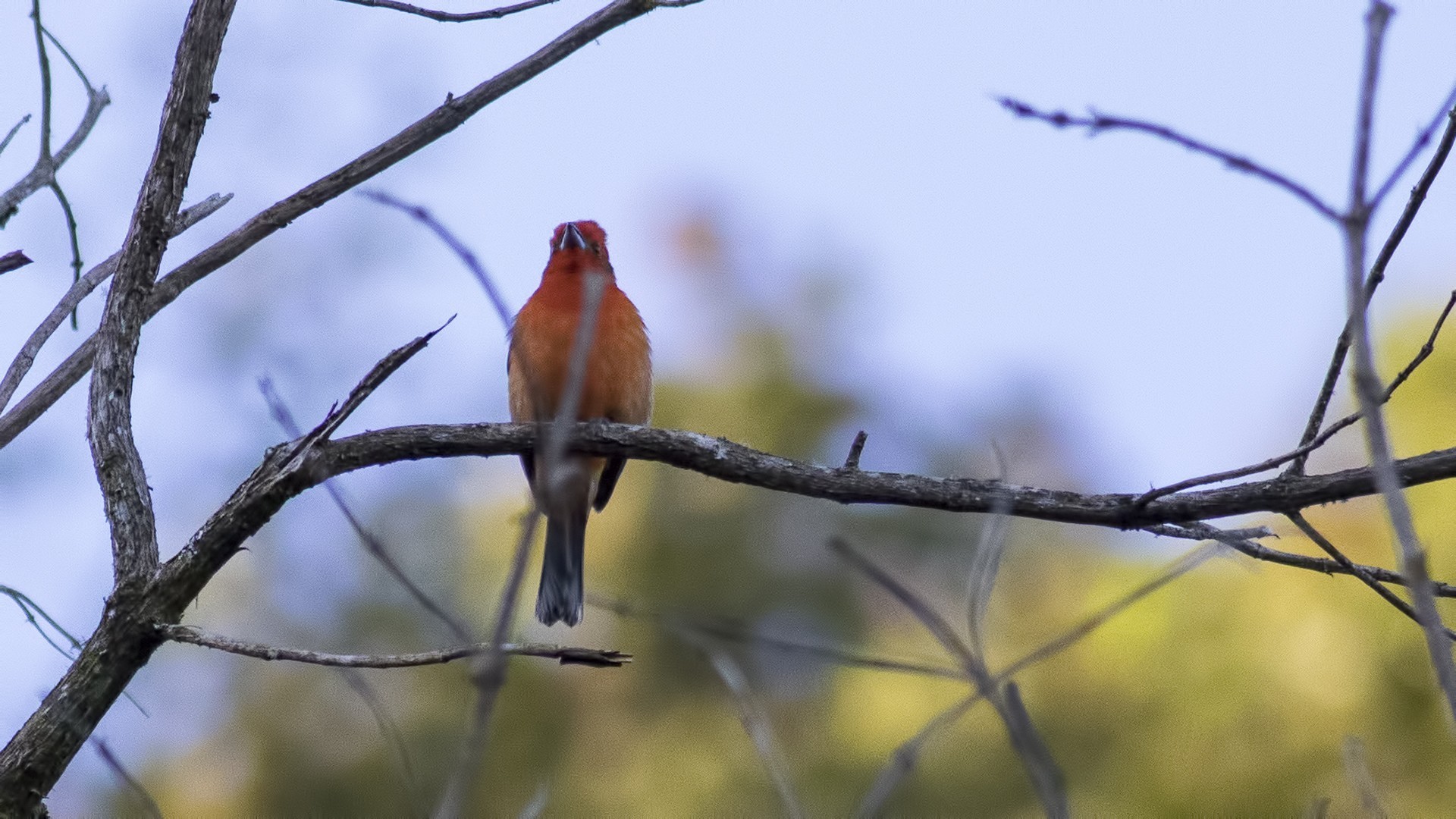 Rufous Mourner — Ana fotoğraf